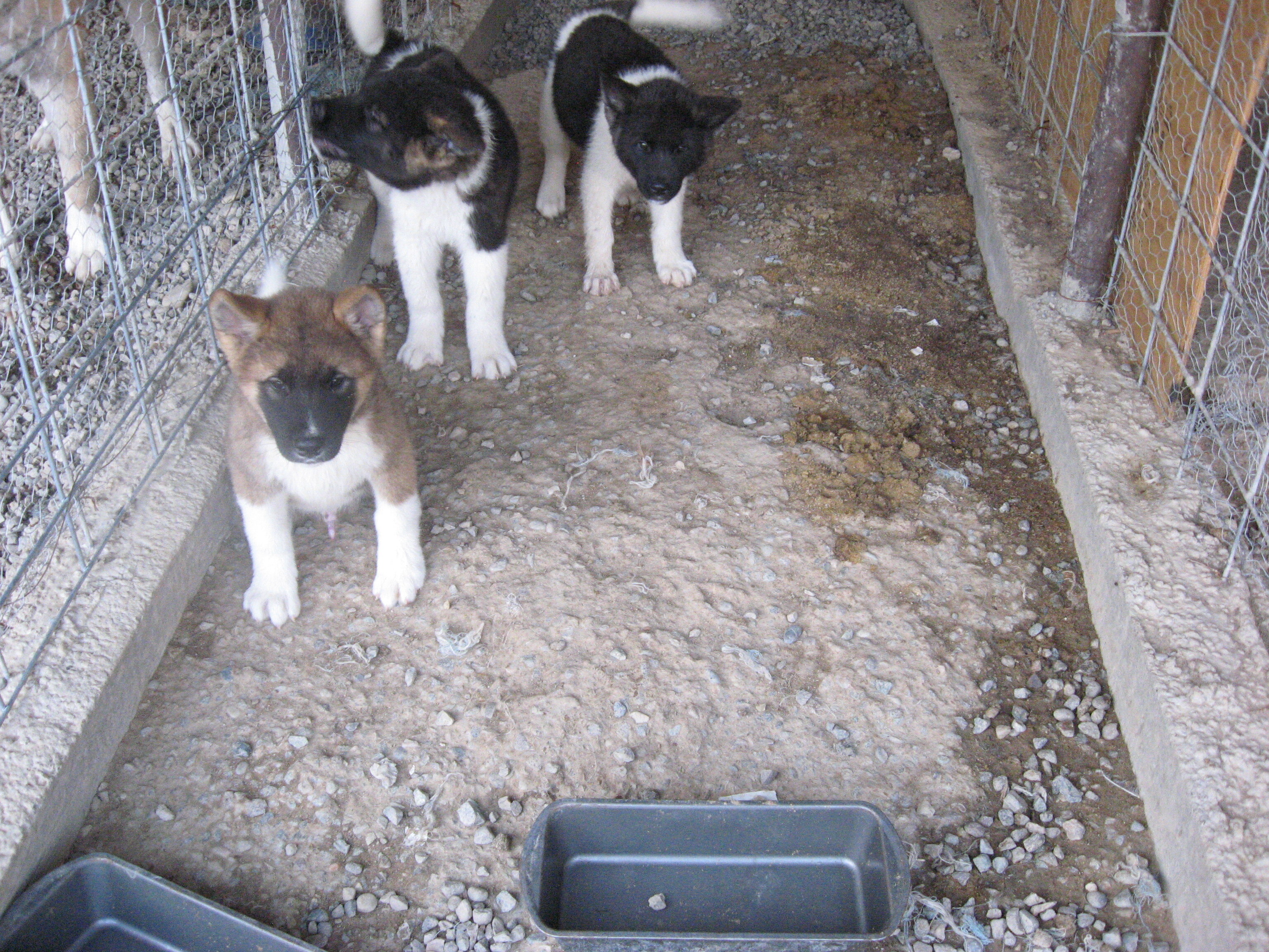 Akita Puppies image 4