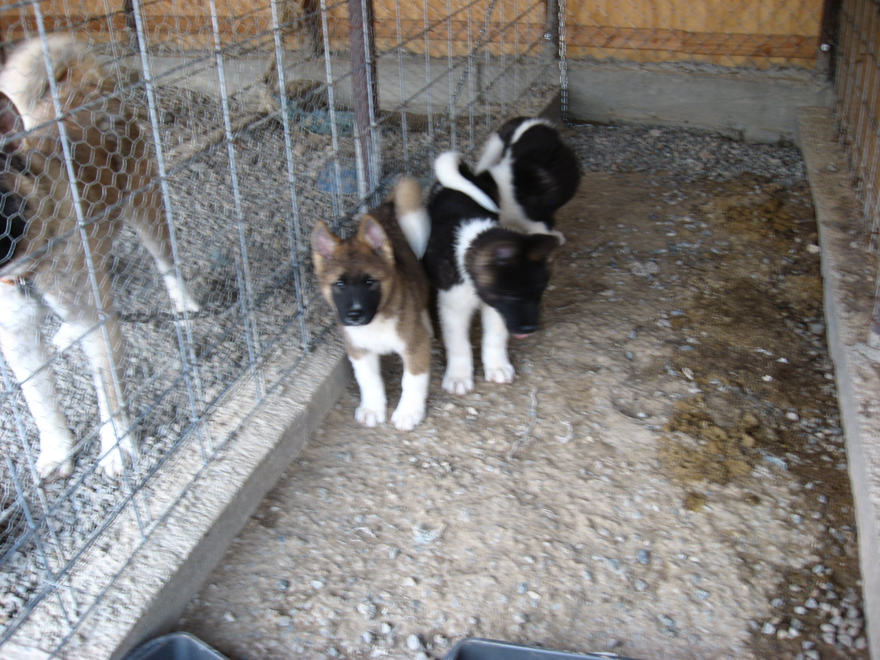 Akita Puppies image 6