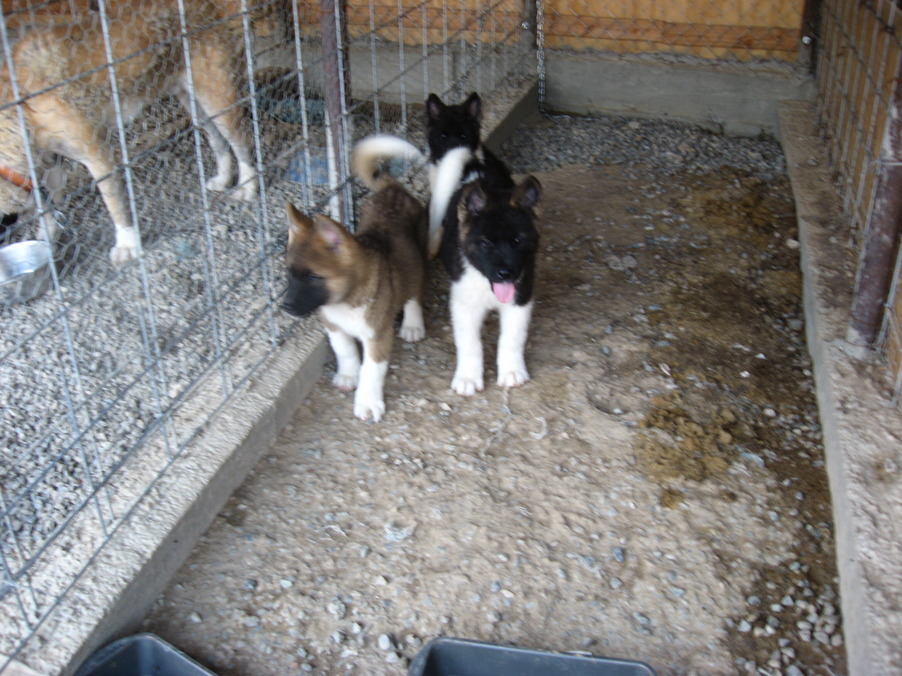 Akita Puppies image 5