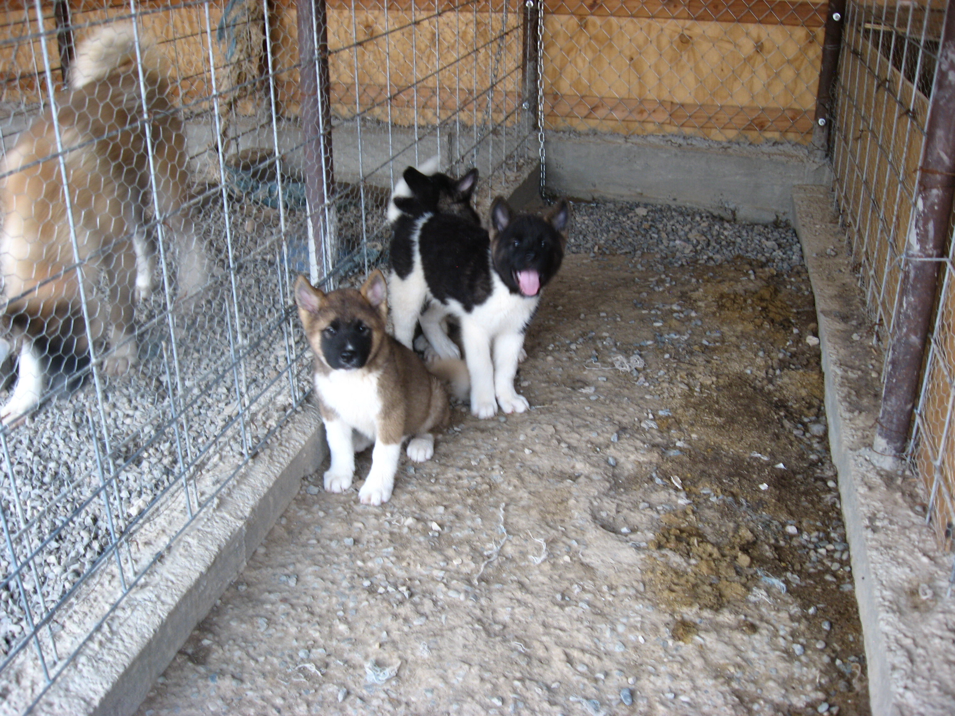 Akita Puppies image 7