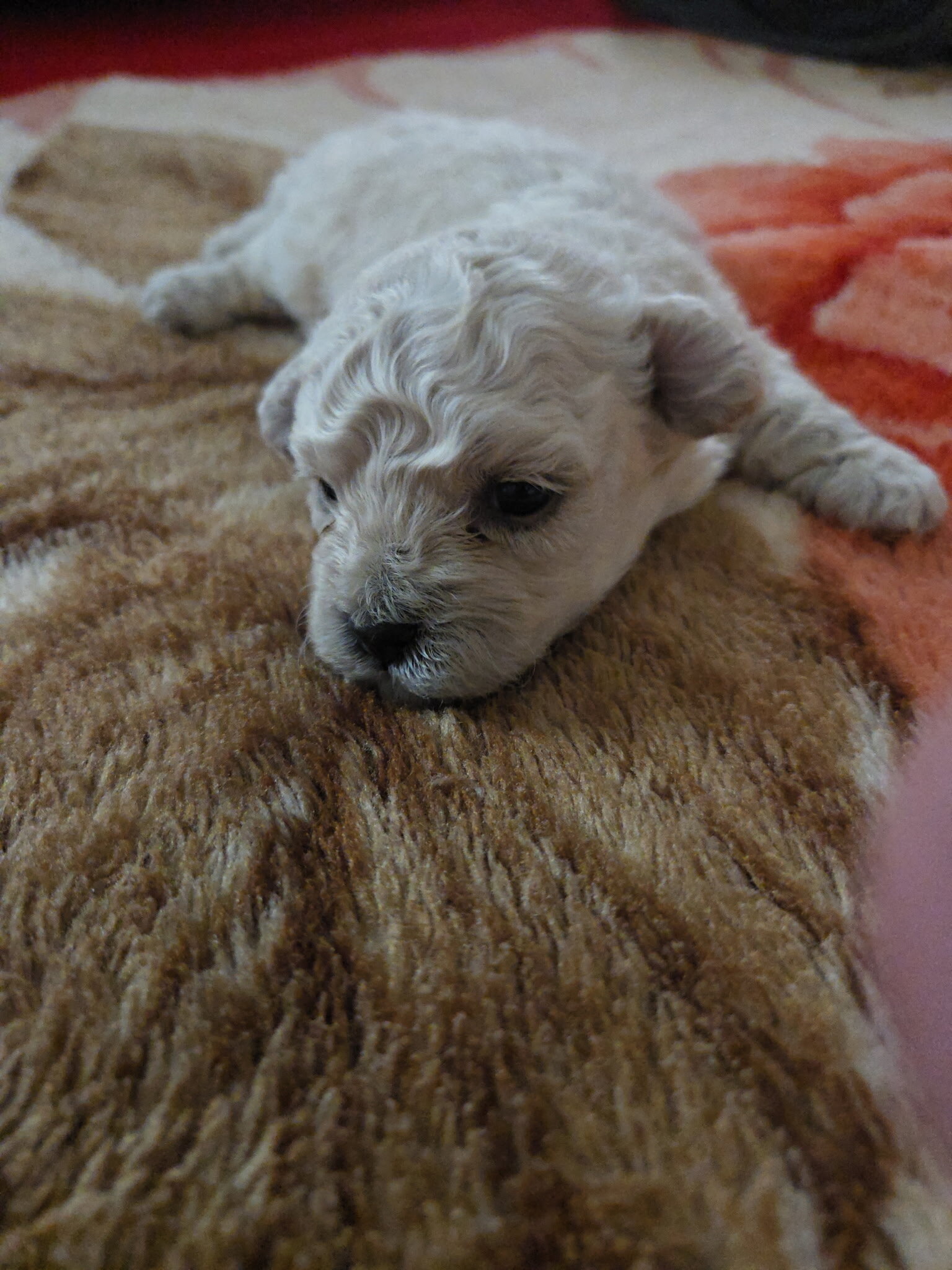 Maltipoo Puppies image 2