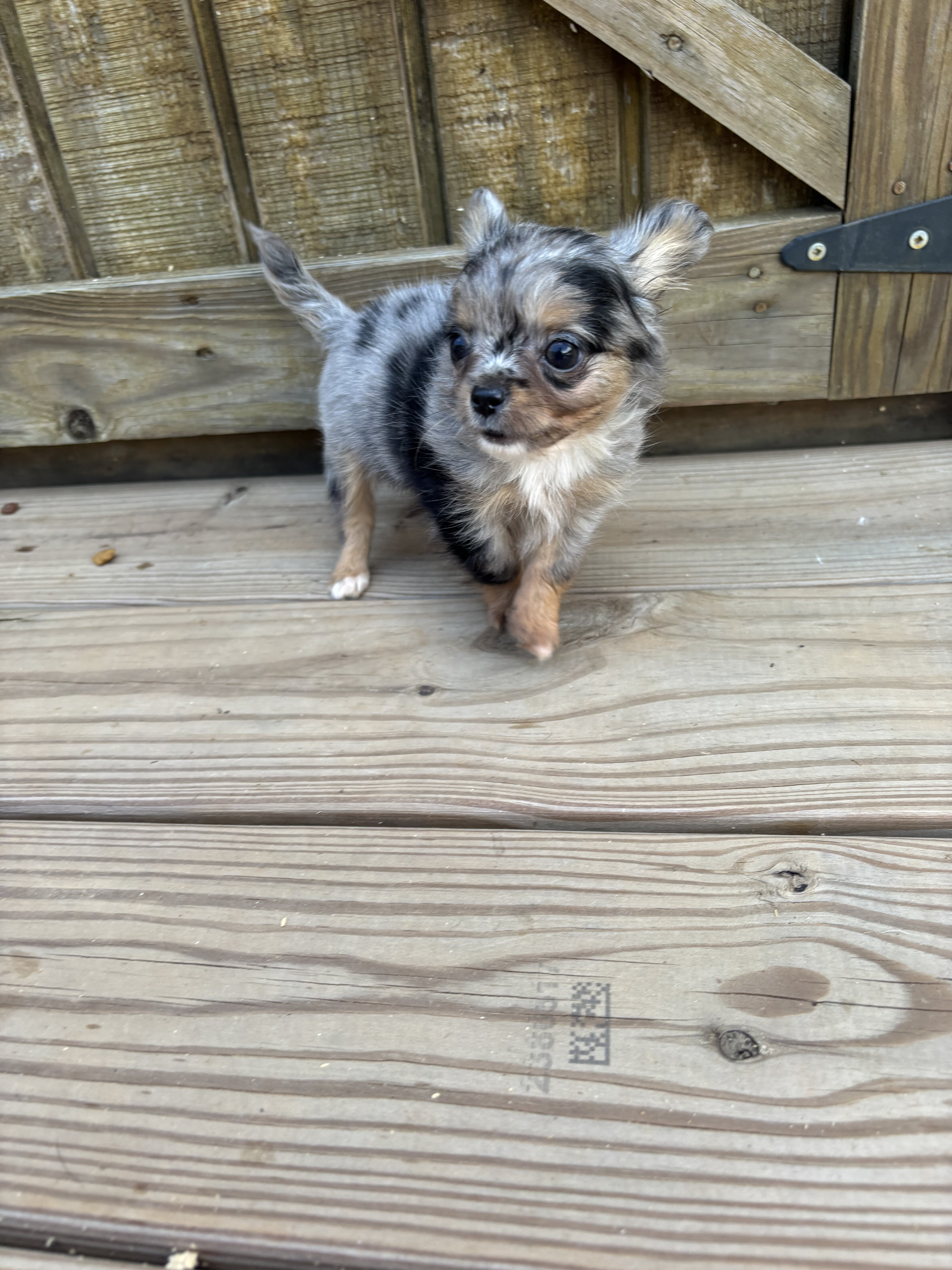 Jewels Chihuahua under 3 pounds image 7
