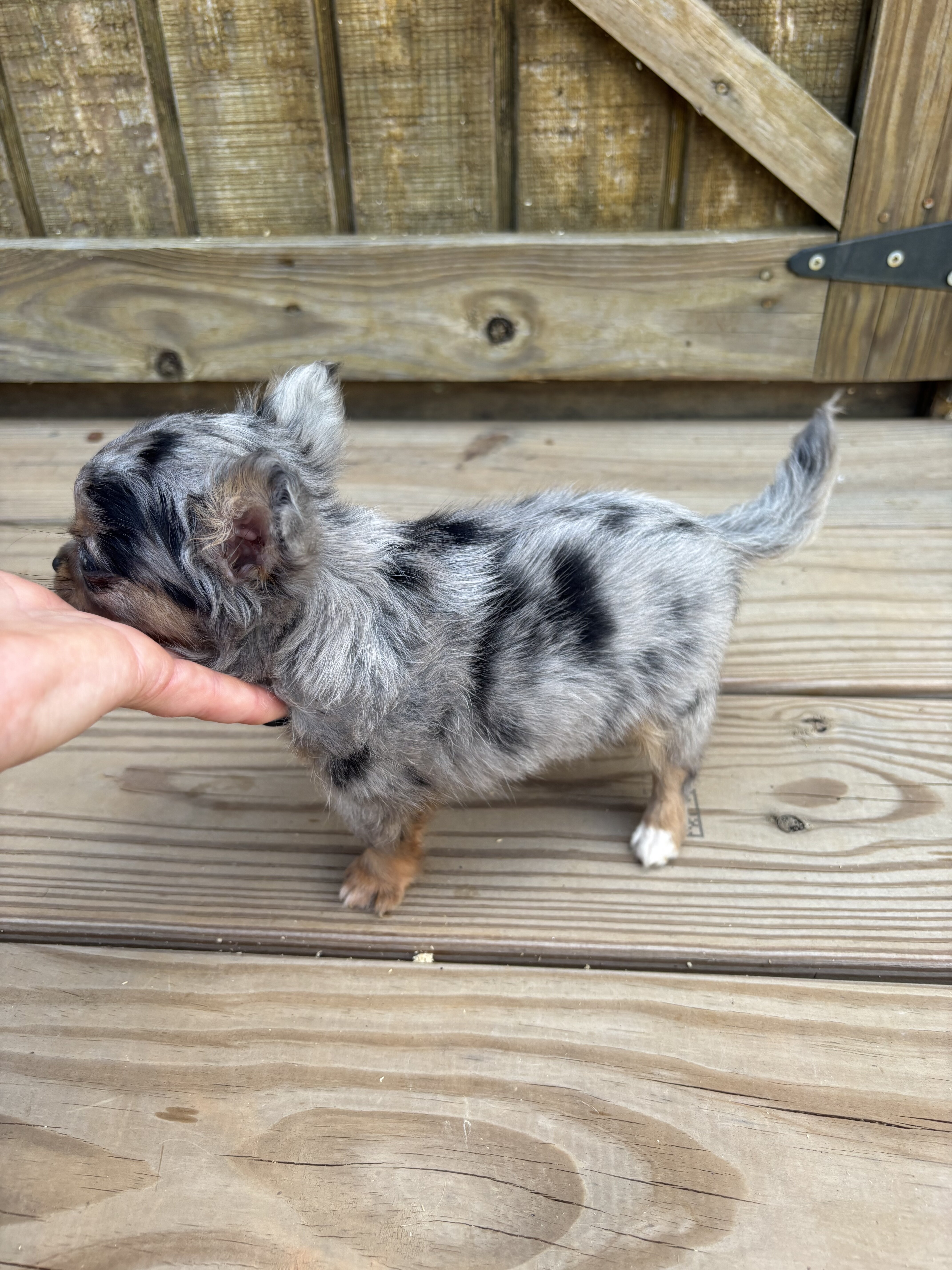 Jewels Chihuahua under 3 pounds image 8