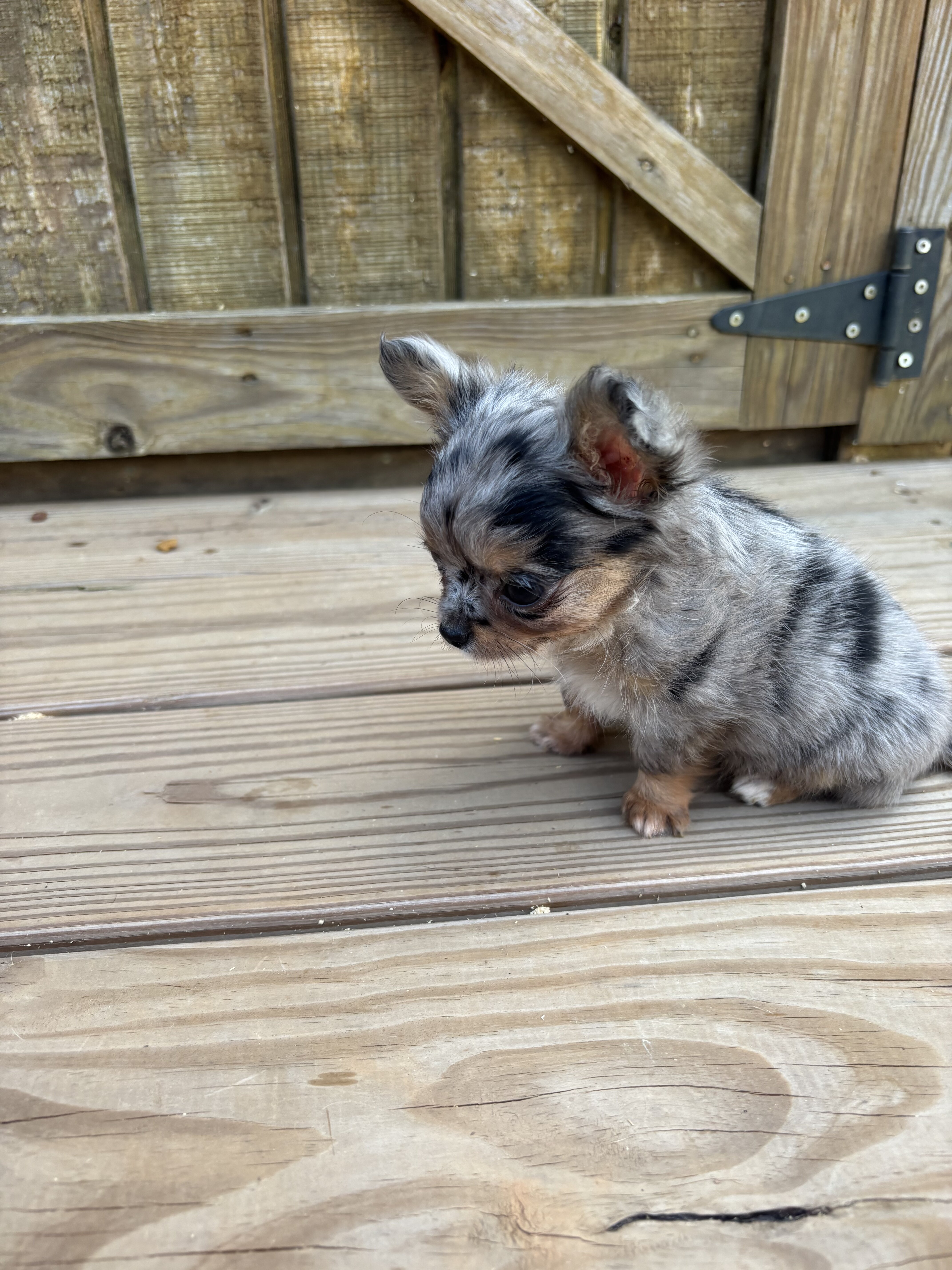 Jewels Chihuahua under 3 pounds image 6
