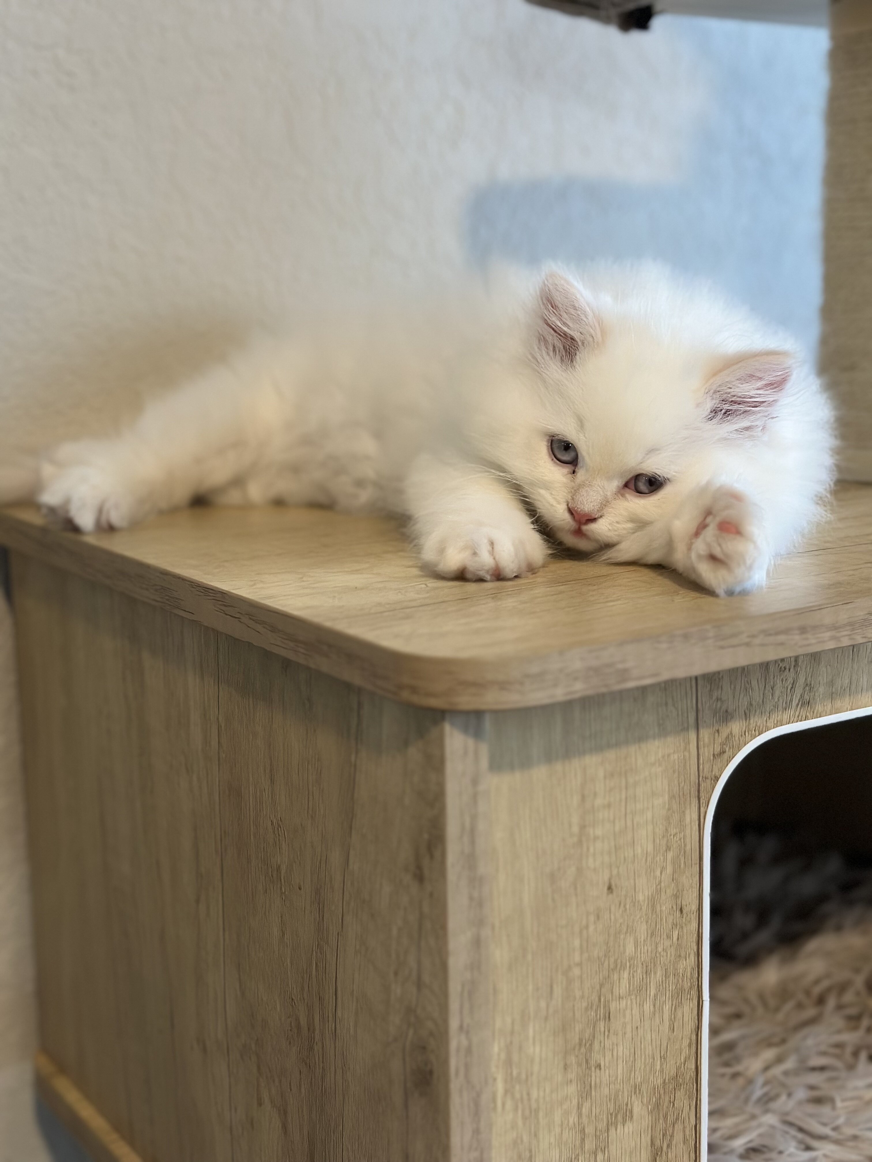 Beautiful Himalayan Kittens image 2