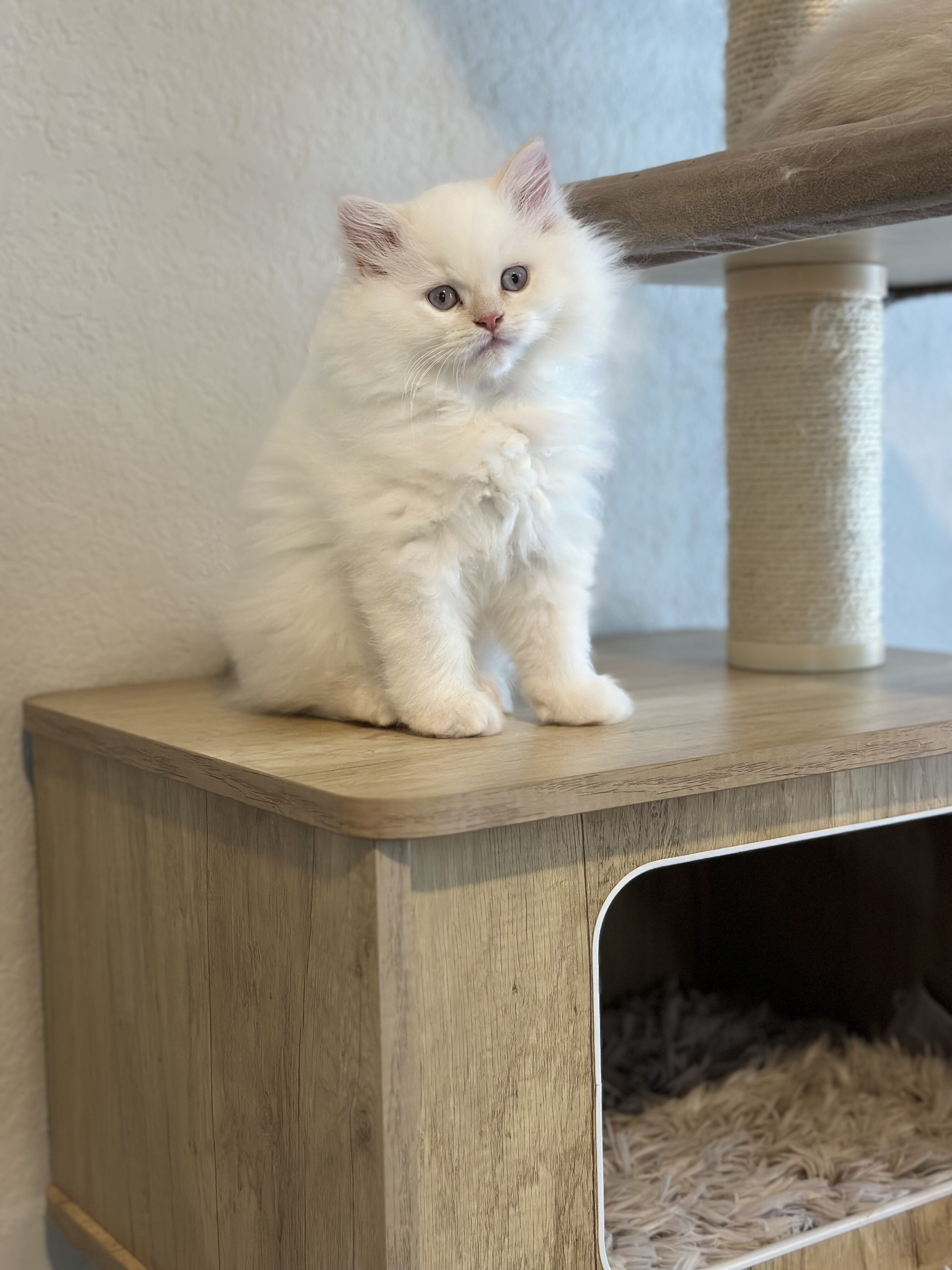 Beautiful Himalayan Kittens image 1