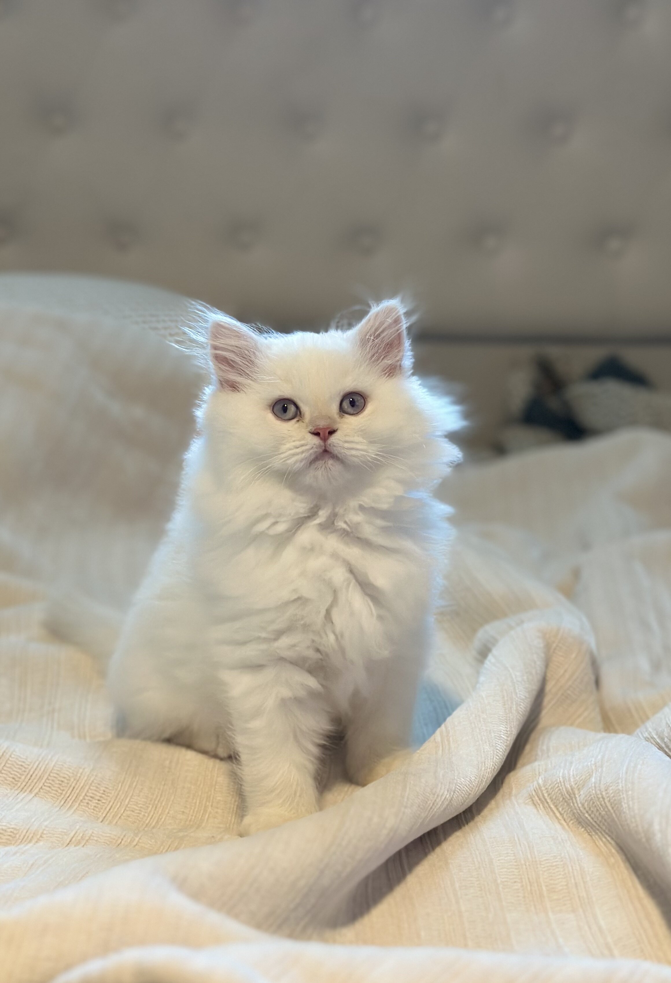 Beautiful Himalayan Kittens image 3