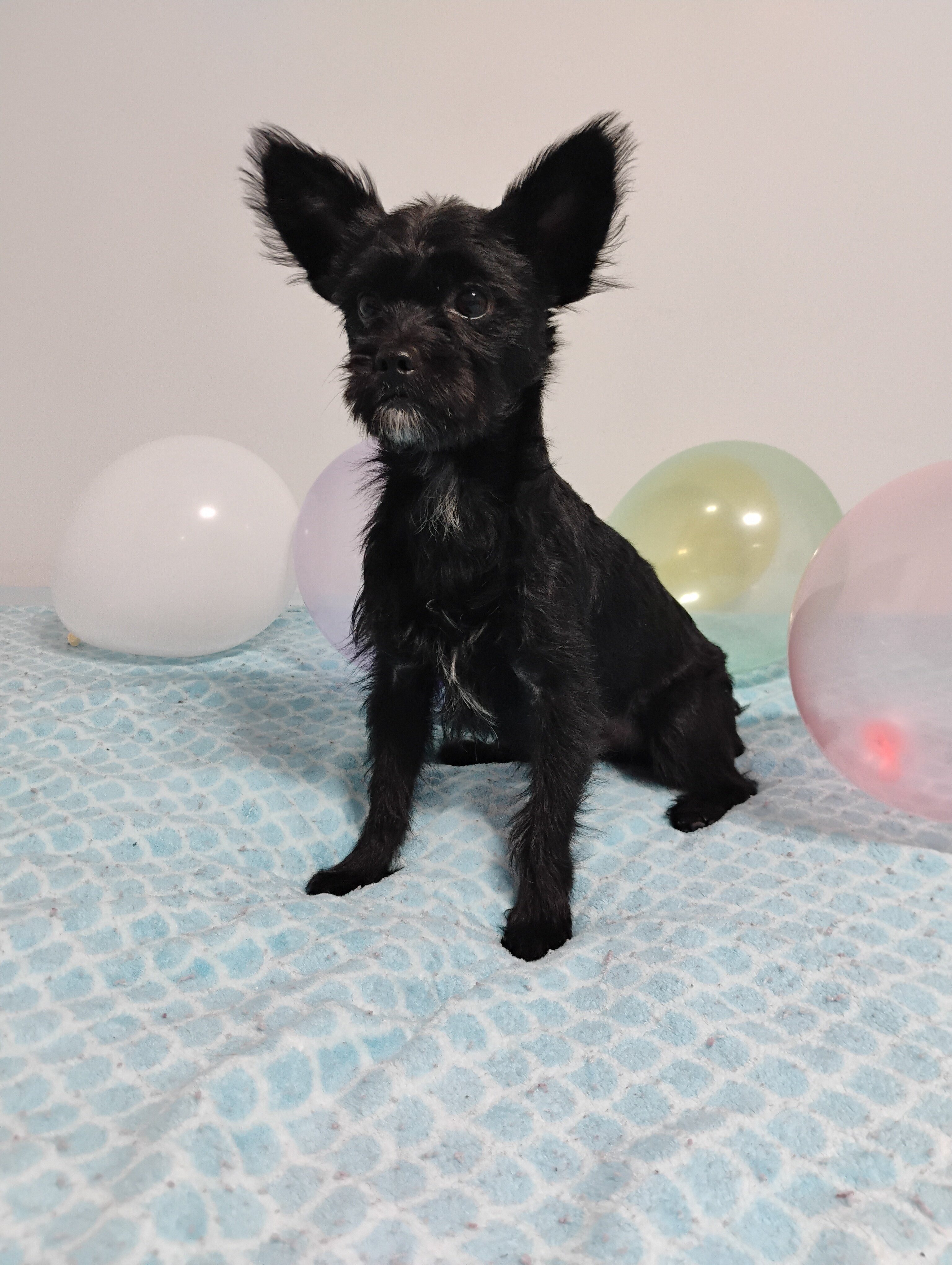 CKC KB Black Yorkie image 1