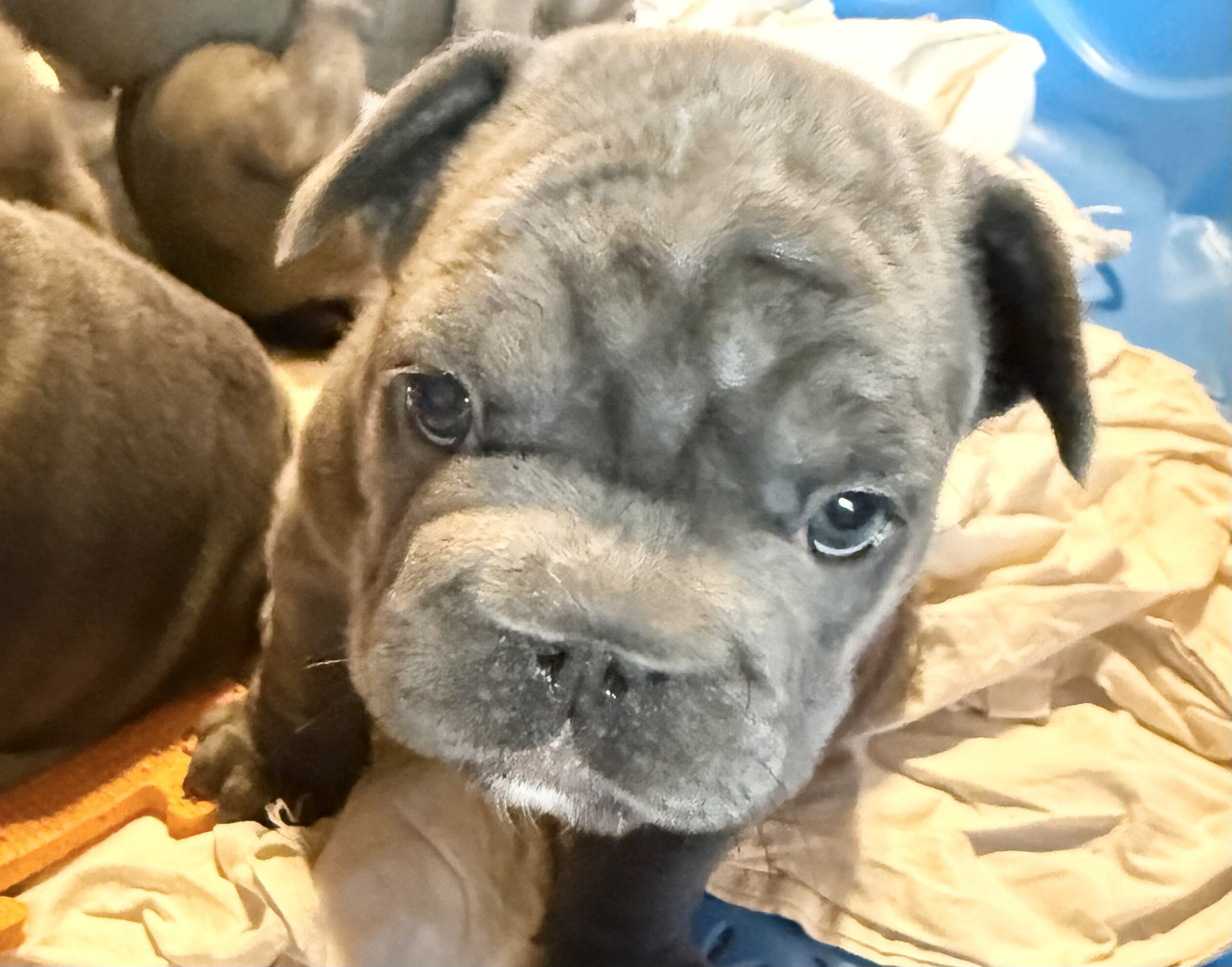 French Bulldog Big-Rope image 3