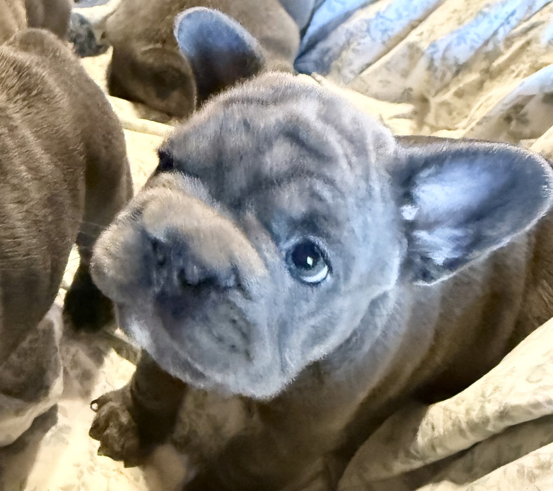 French Bulldog Big-Rope image 2