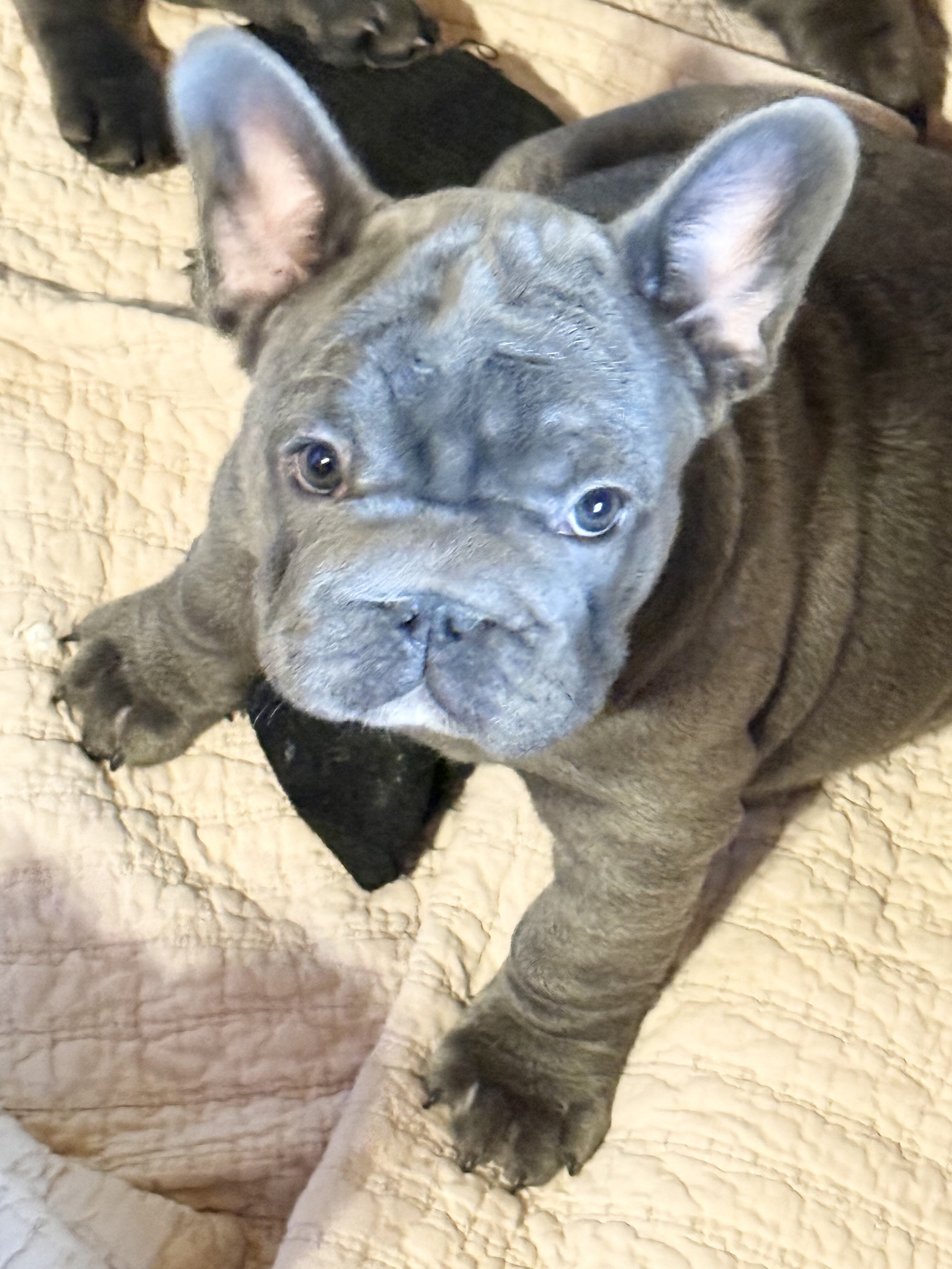French Bulldog Big-Rope image 1