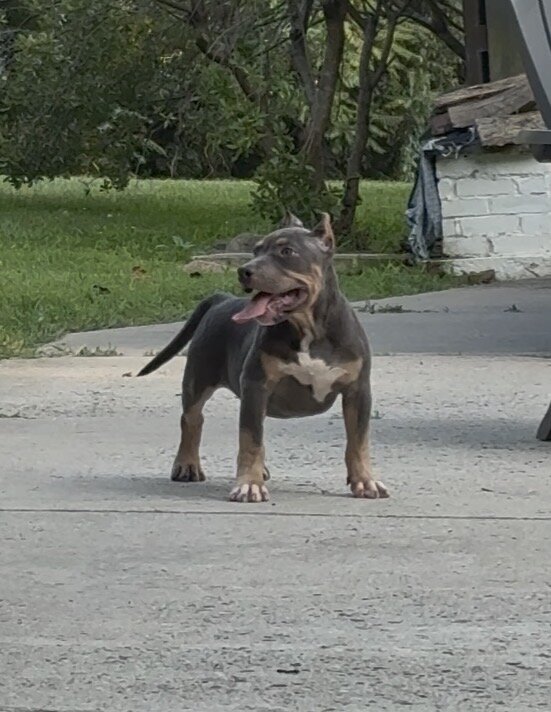ENZO (Blue tri American Bully) image 5