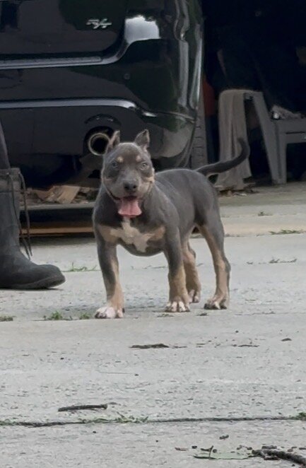 ENZO (Blue tri American Bully) image 4