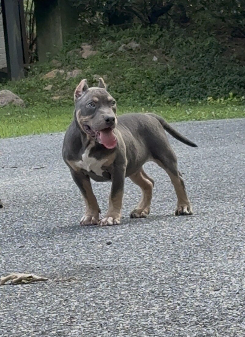 ENZO (Blue tri American Bully) image 3