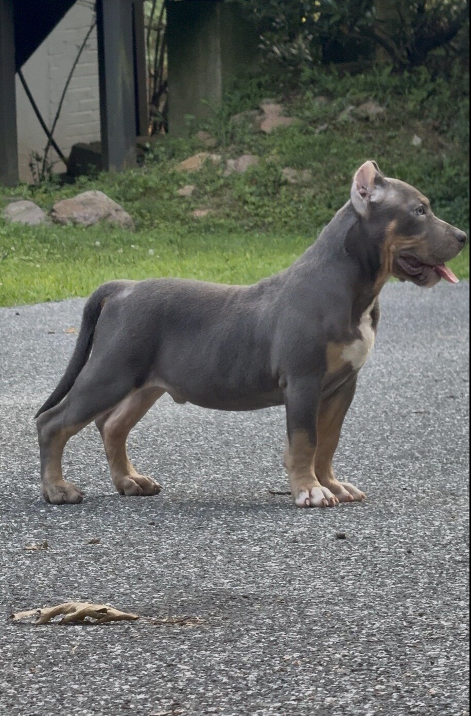 ENZO (Blue tri American Bully) image 2