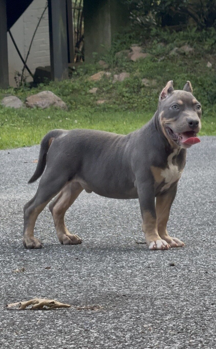ENZO (Blue tri American Bully) image 1
