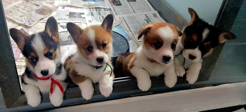 Pembrooke Welsh Corgi's image 3