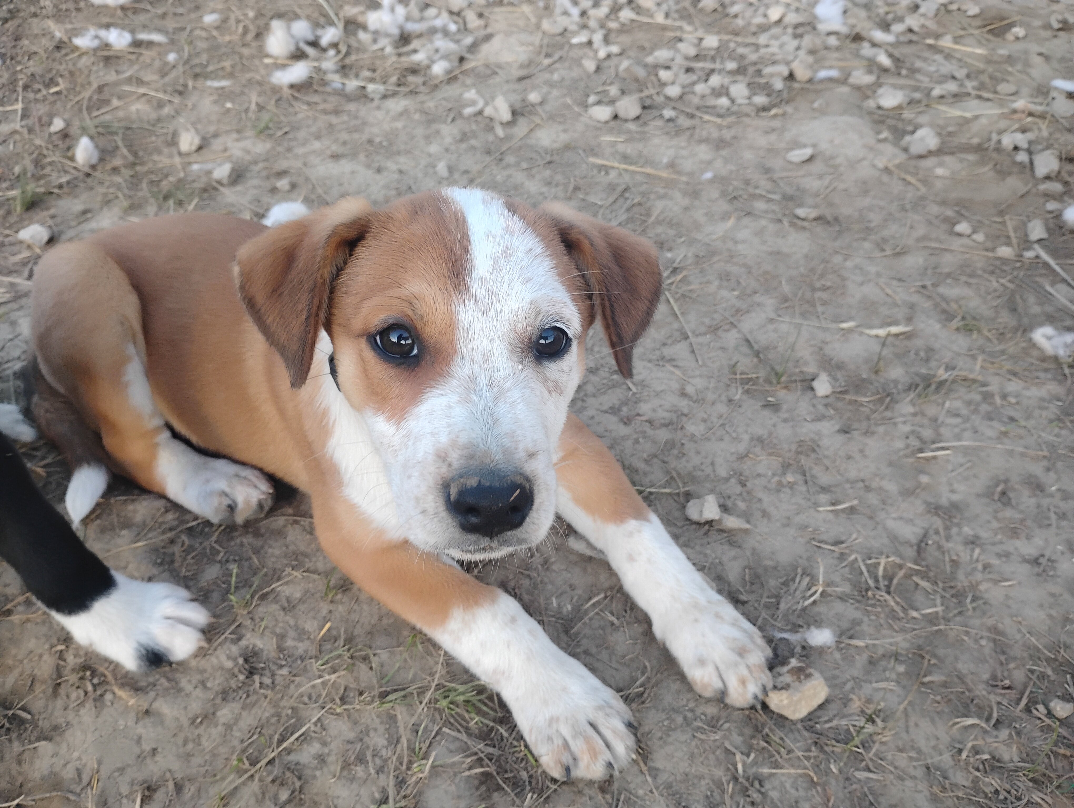 Border Collie/Boxer puppies image 7