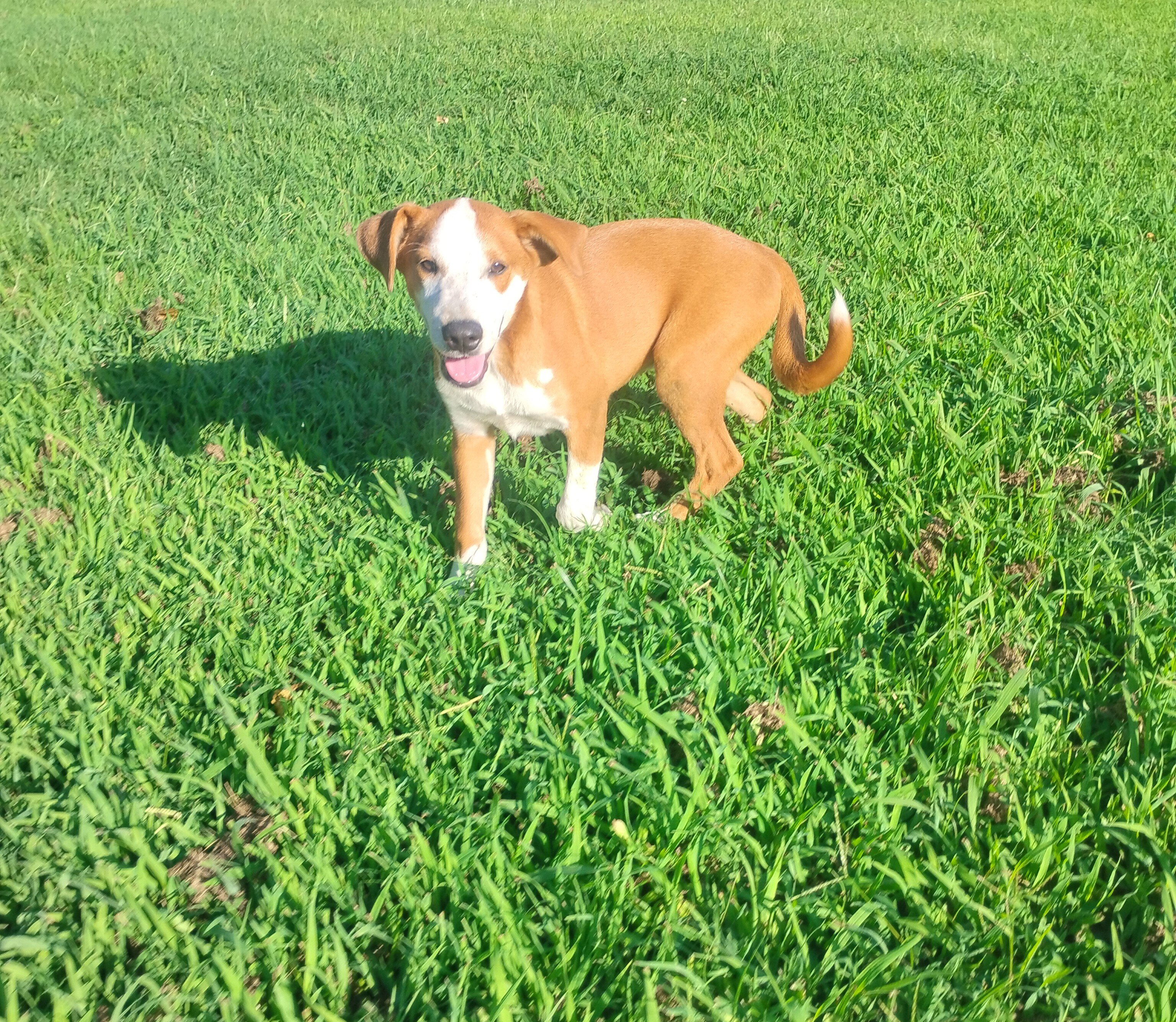 Border Collie/Boxer puppies image 8