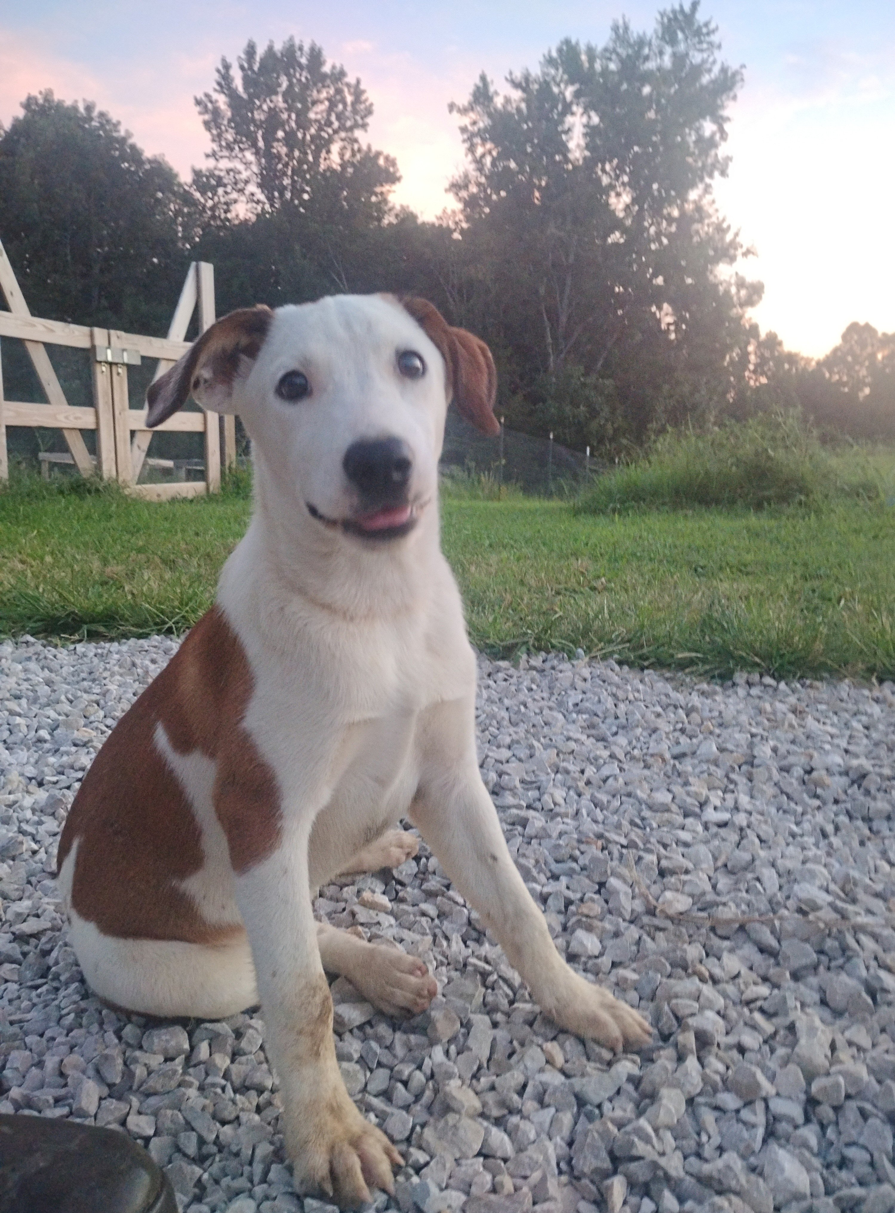 Border Collie/Boxer puppies image 9