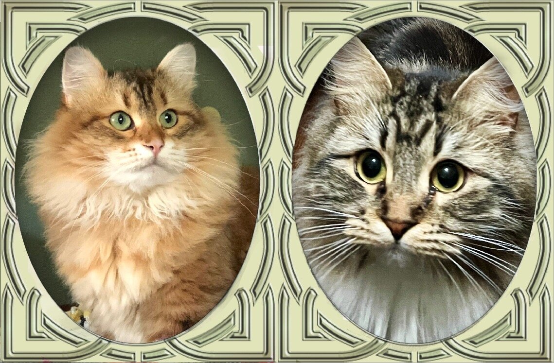 Siberian kitten image 2