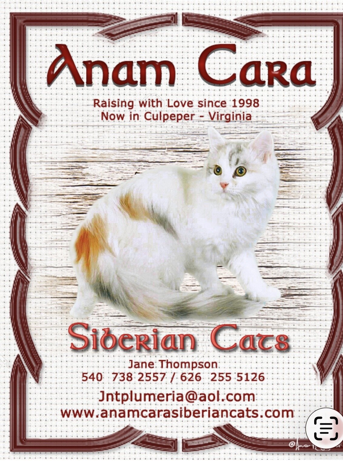 Siberian kitten image 1