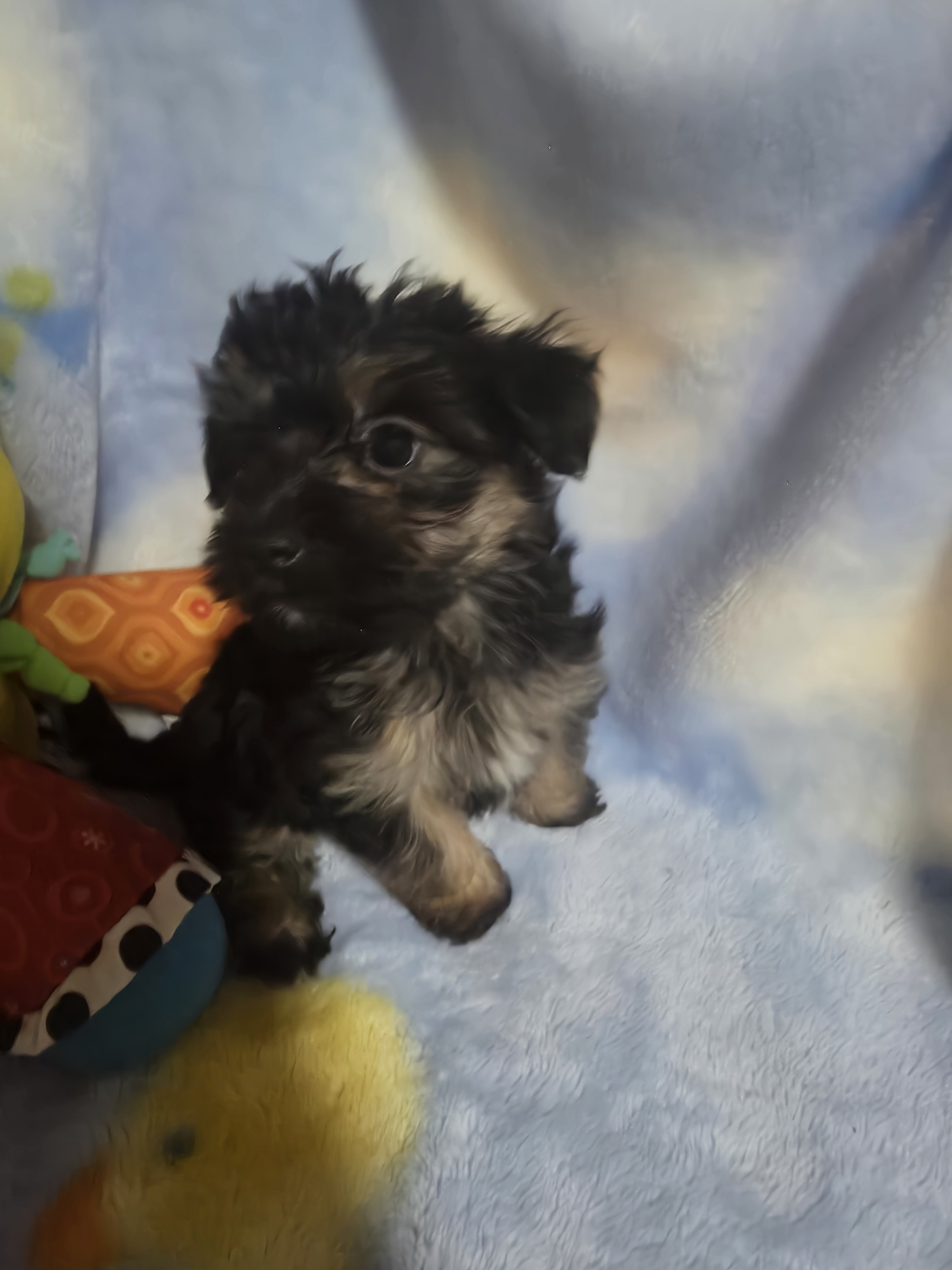 Morkies image 9