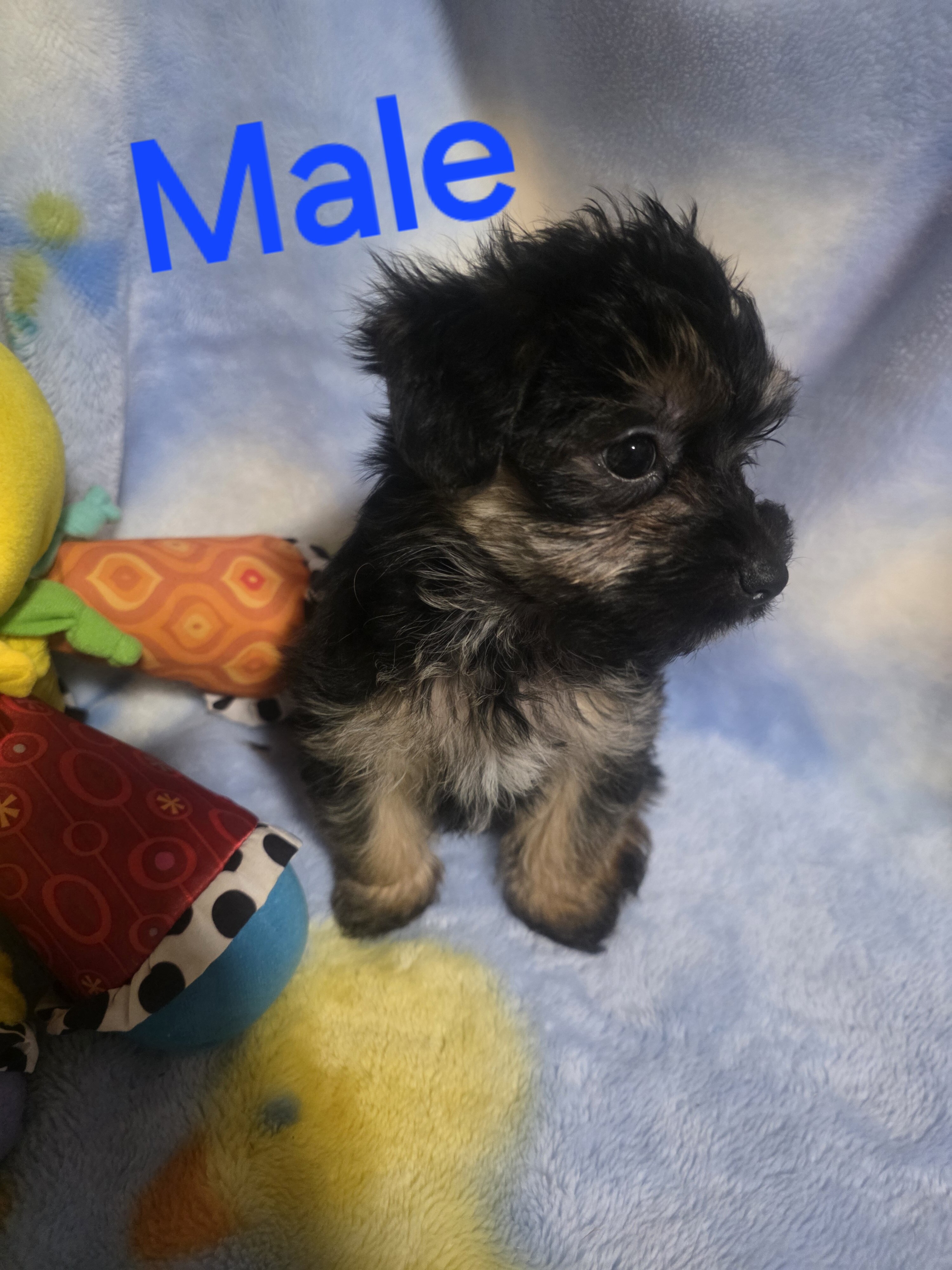 Morkies image 10