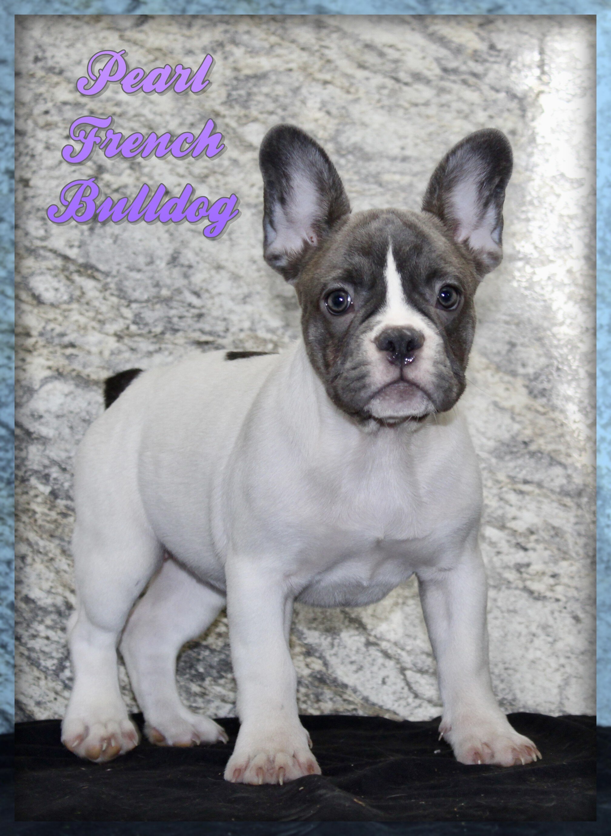 Pearl Female French Bulldog image 1