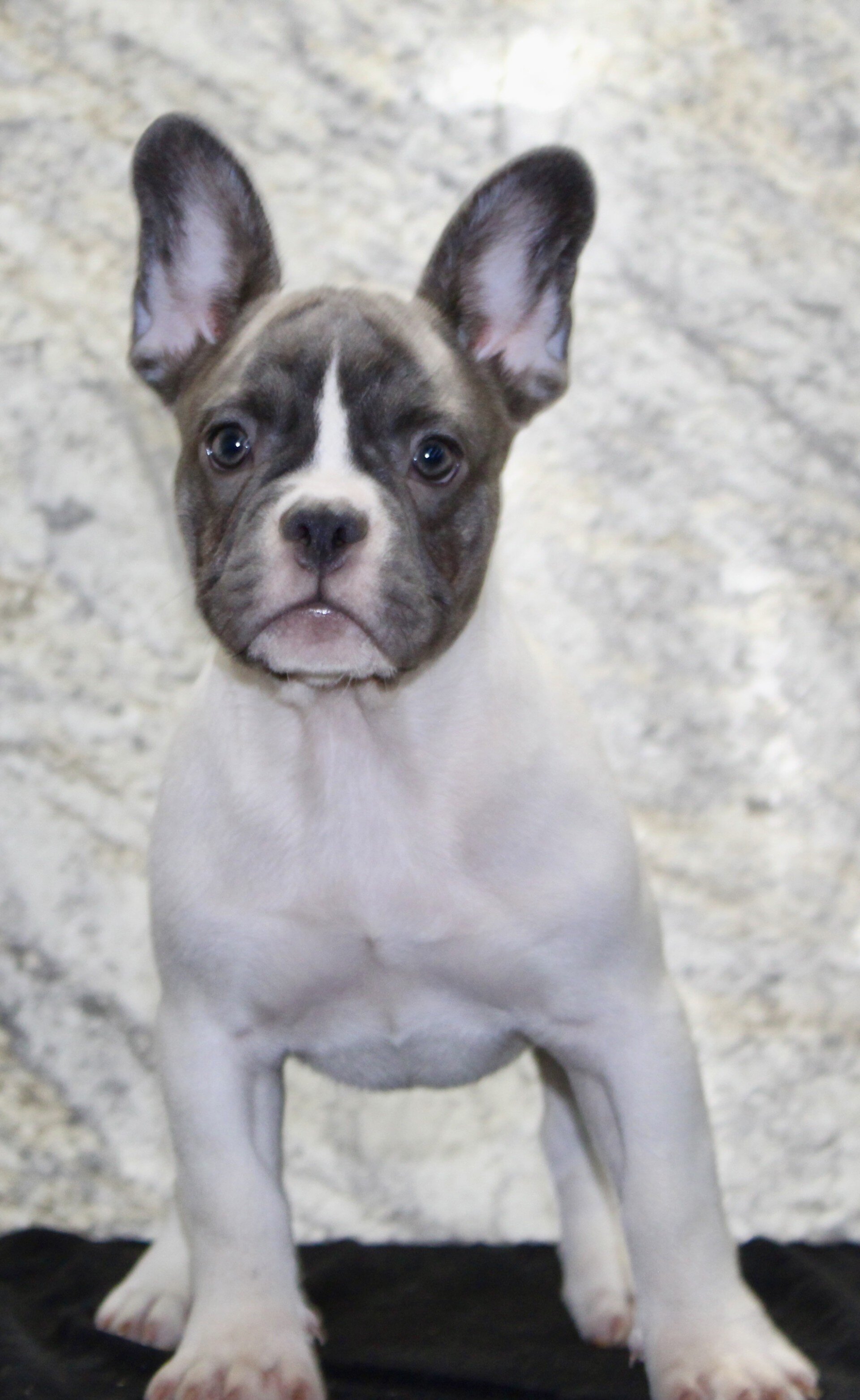 Pearl Female French Bulldog image 2
