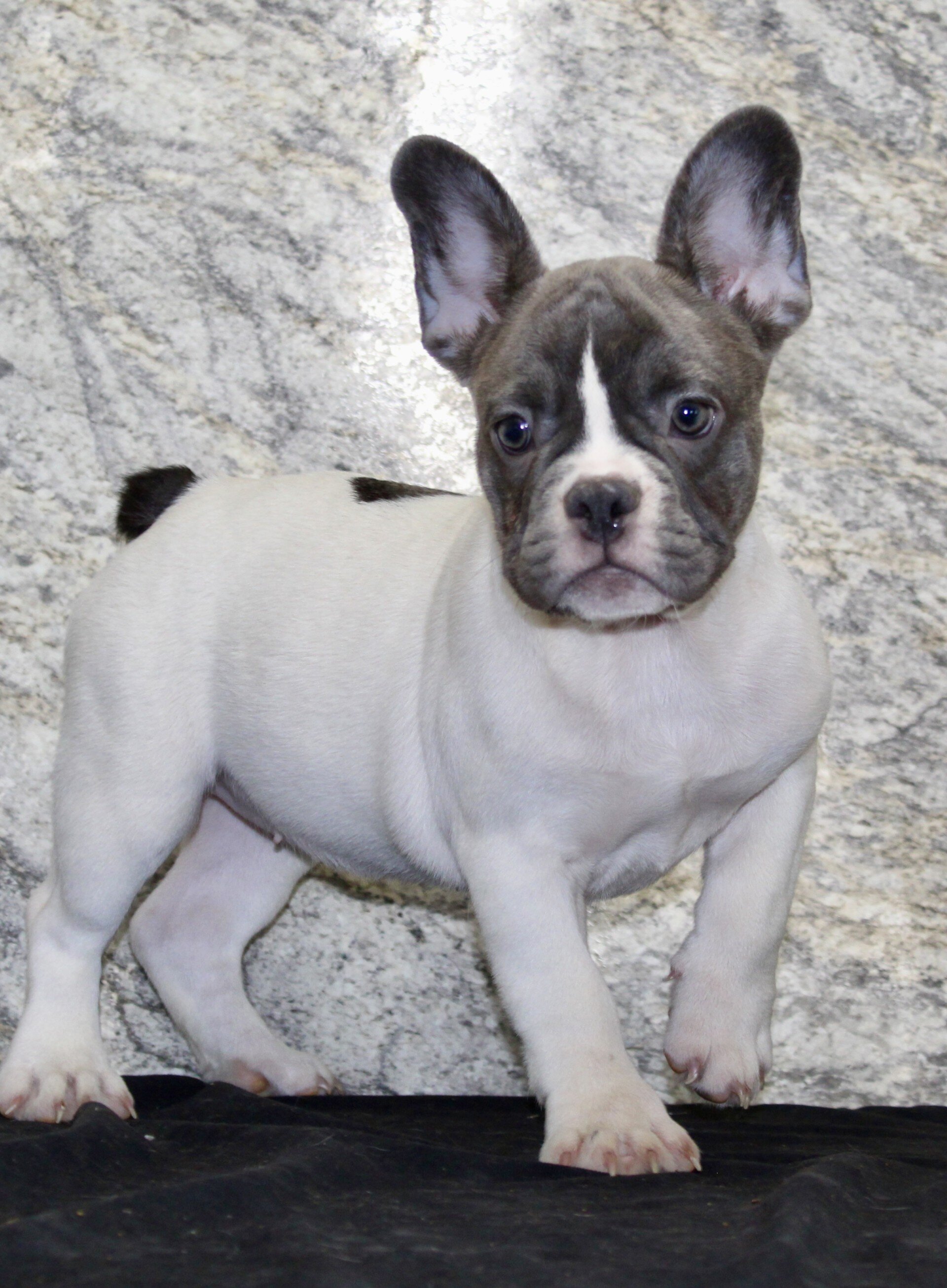 Pearl Female French Bulldog image 4
