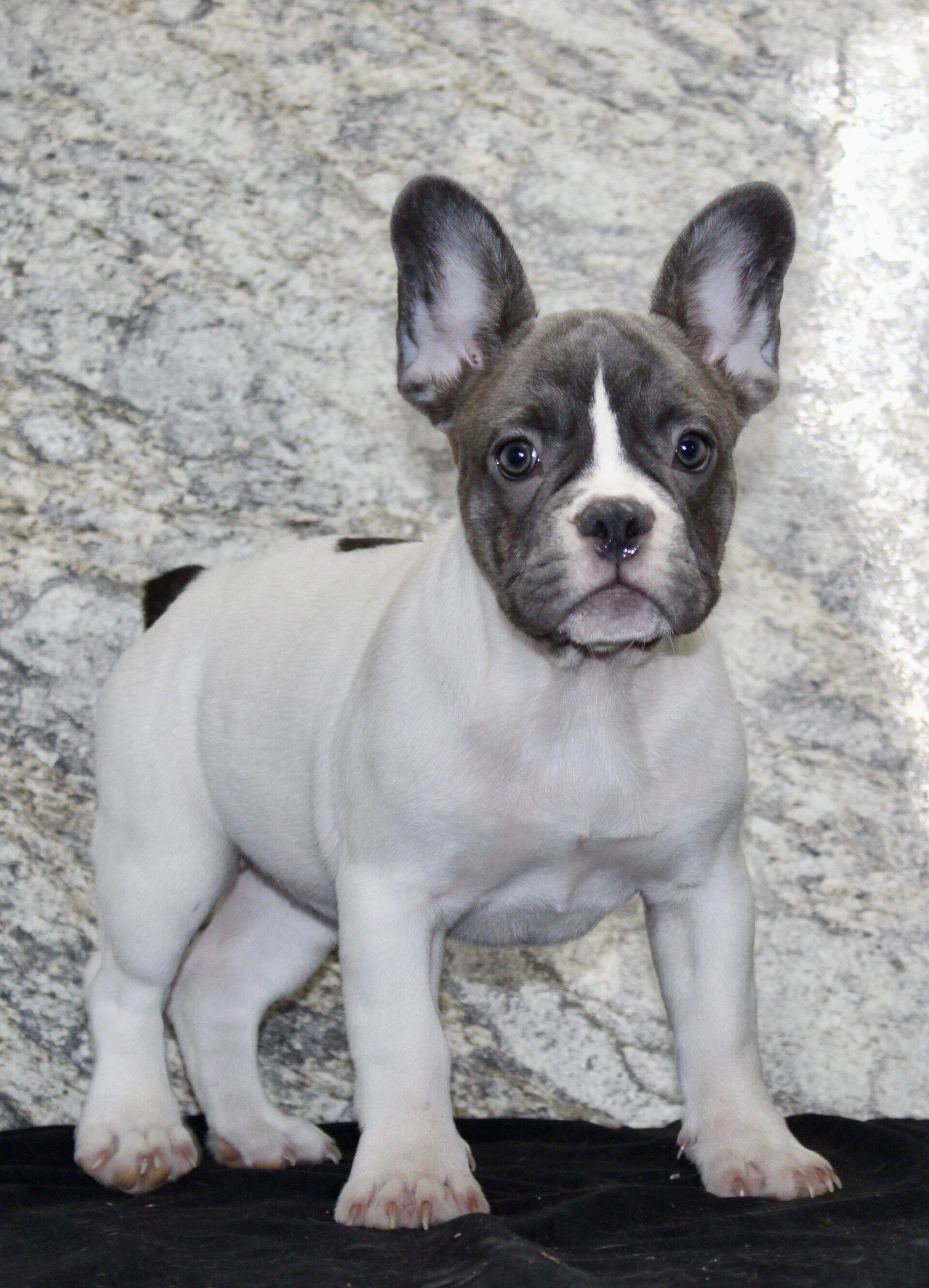 Pearl Female French Bulldog image 3