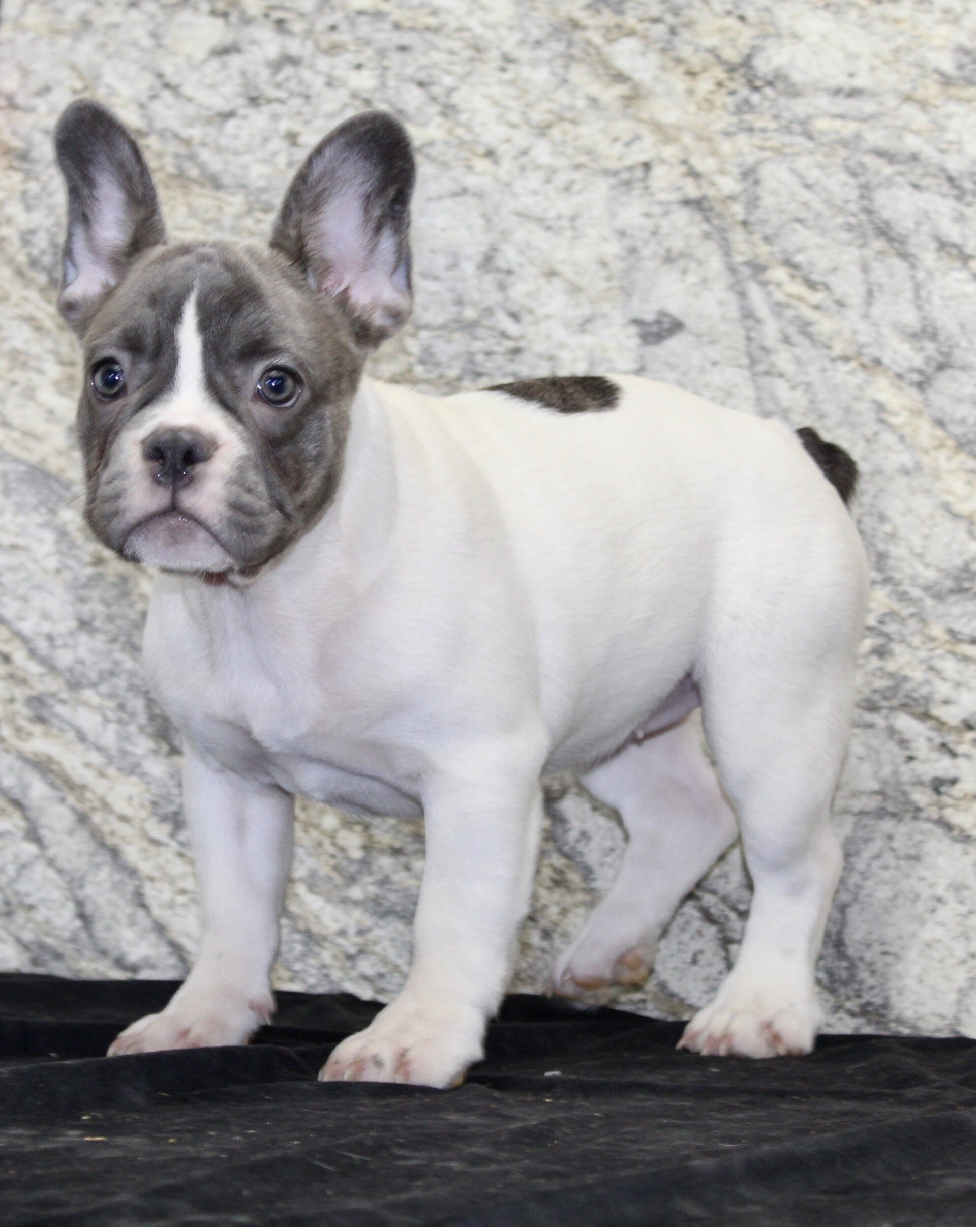 Pearl Female French Bulldog image 5