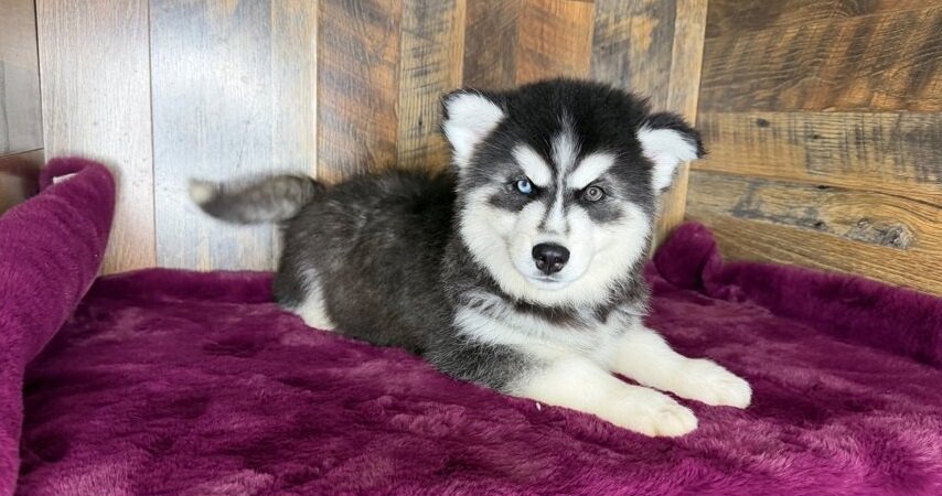 Male and Female Trained Siberian Husky Puppies image 1