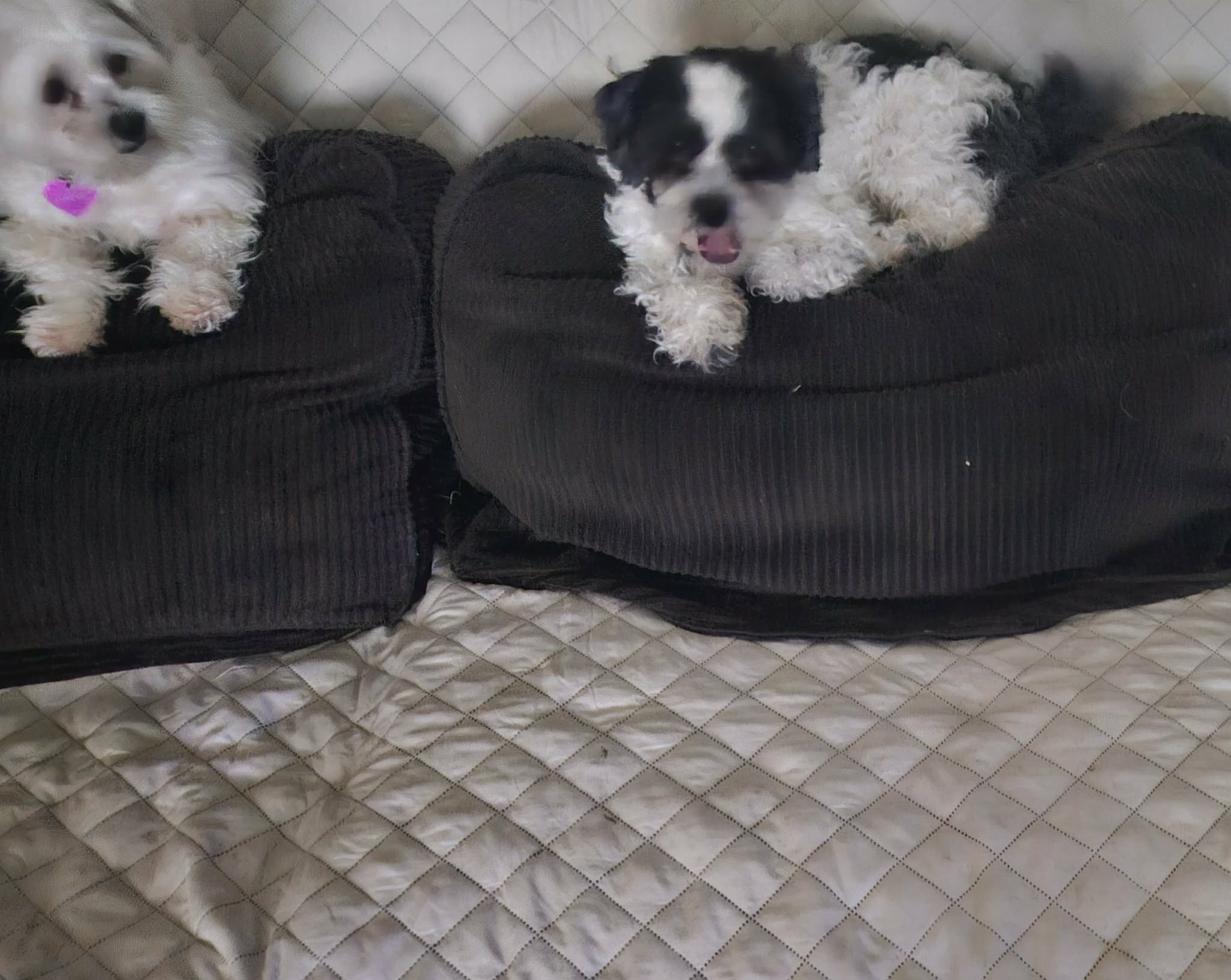 Puppies image 2