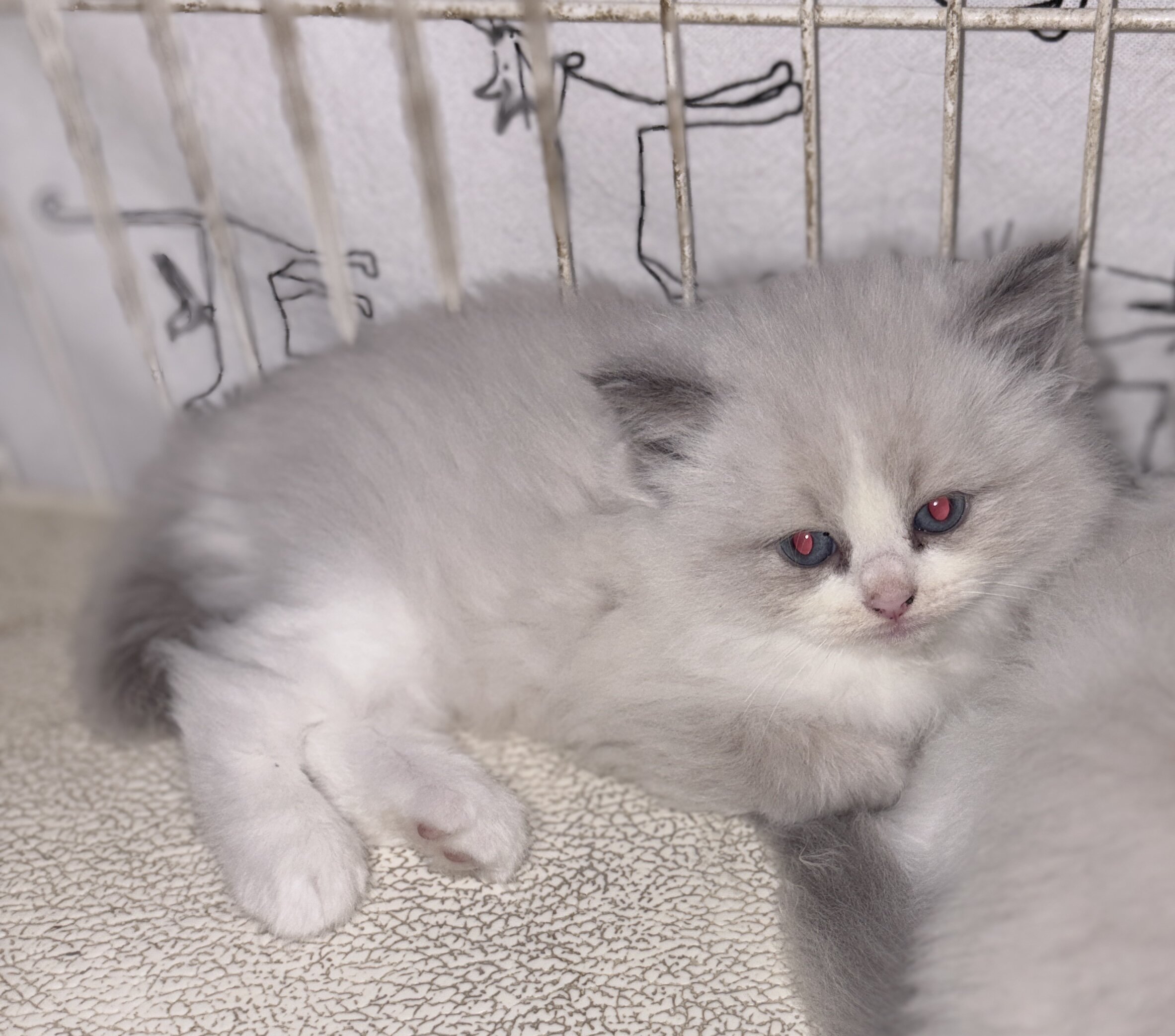 Ragdoll kittens. 8/28/26 image 3