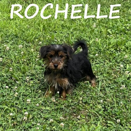 Rochelle Female Yorkie Poo Puppy image 1