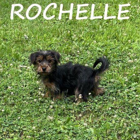 Rochelle Female Yorkie Poo Puppy image 2