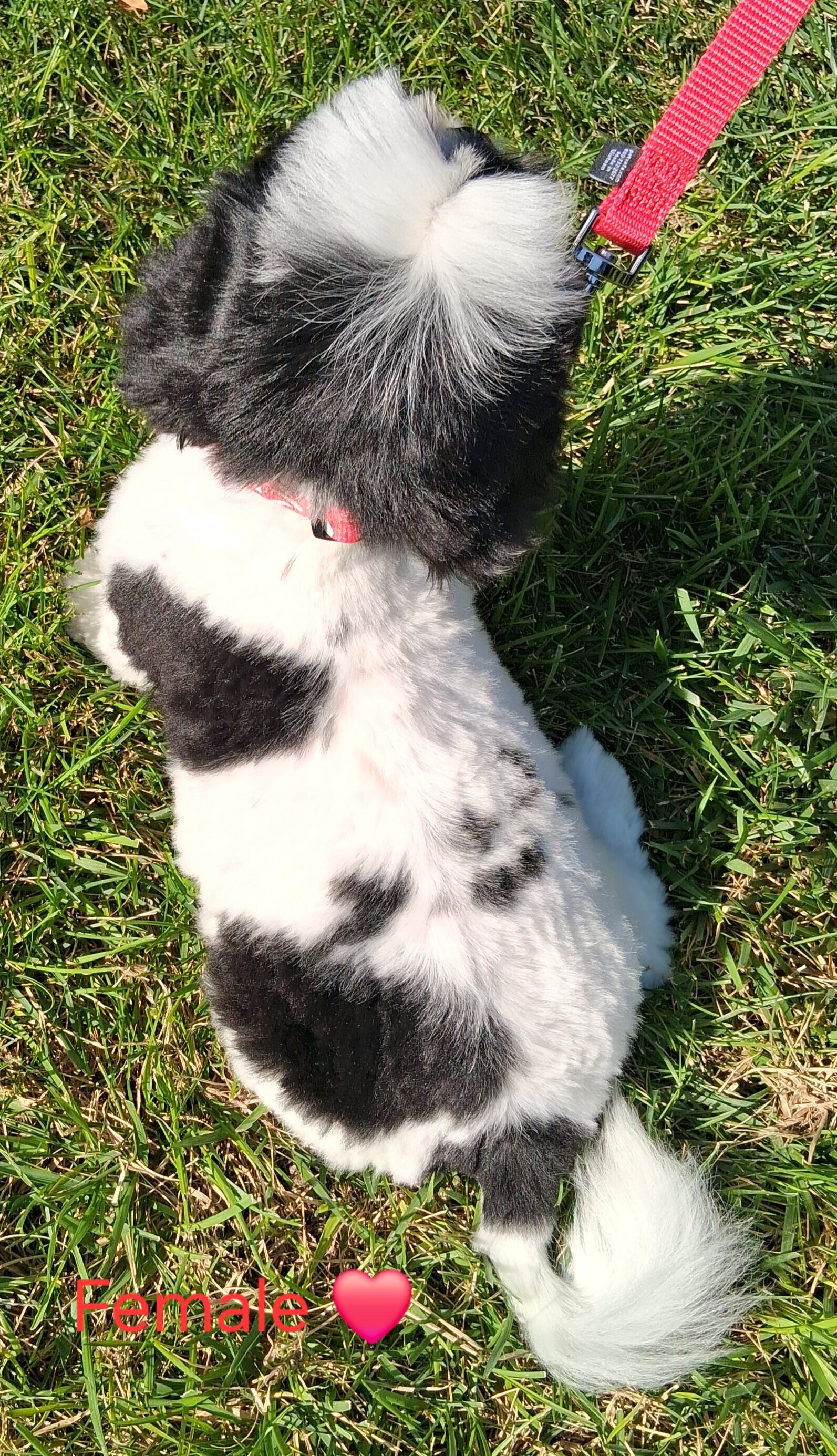 Shih tzu puppy female image 2
