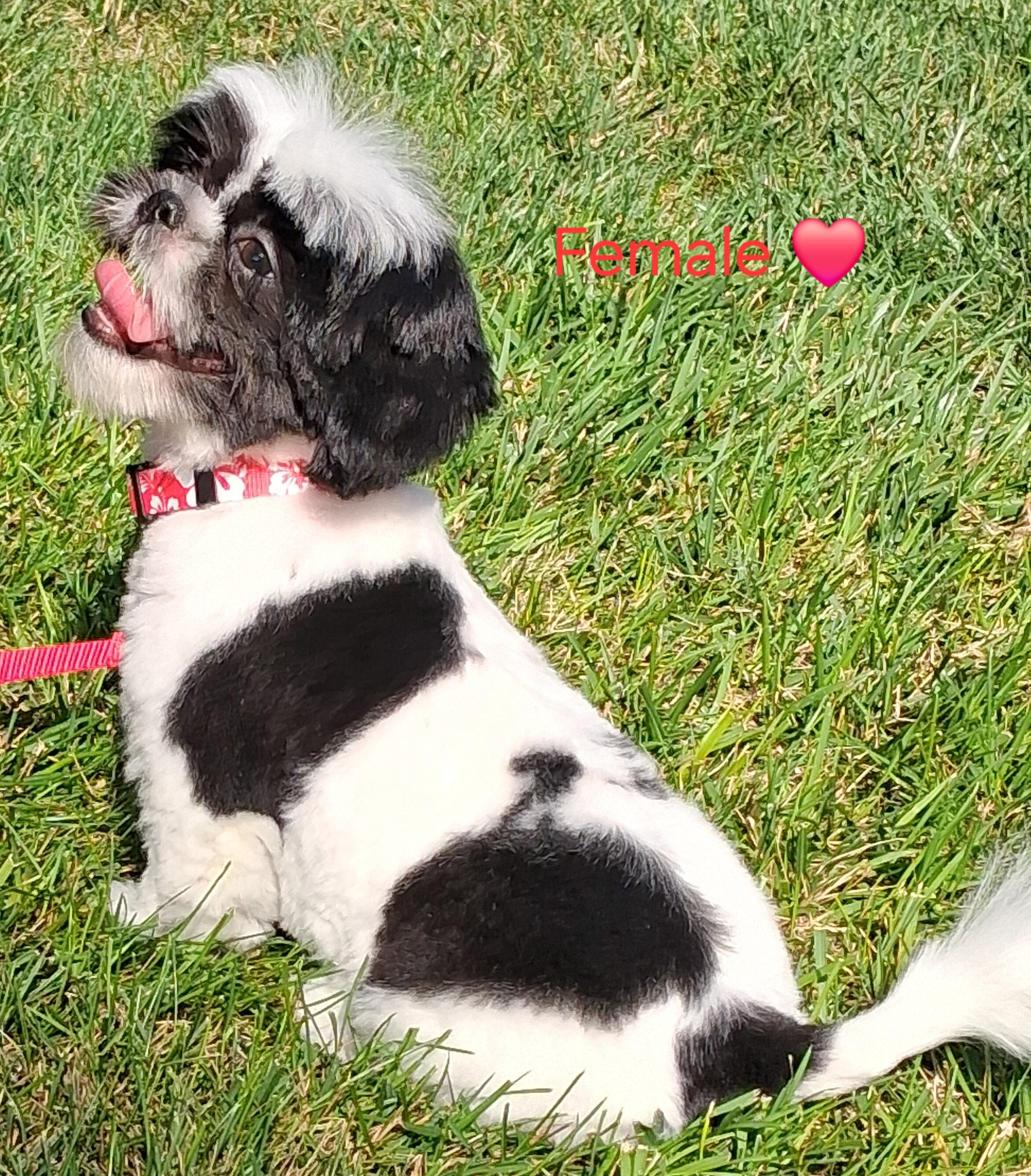 Shih tzu puppy female image 1
