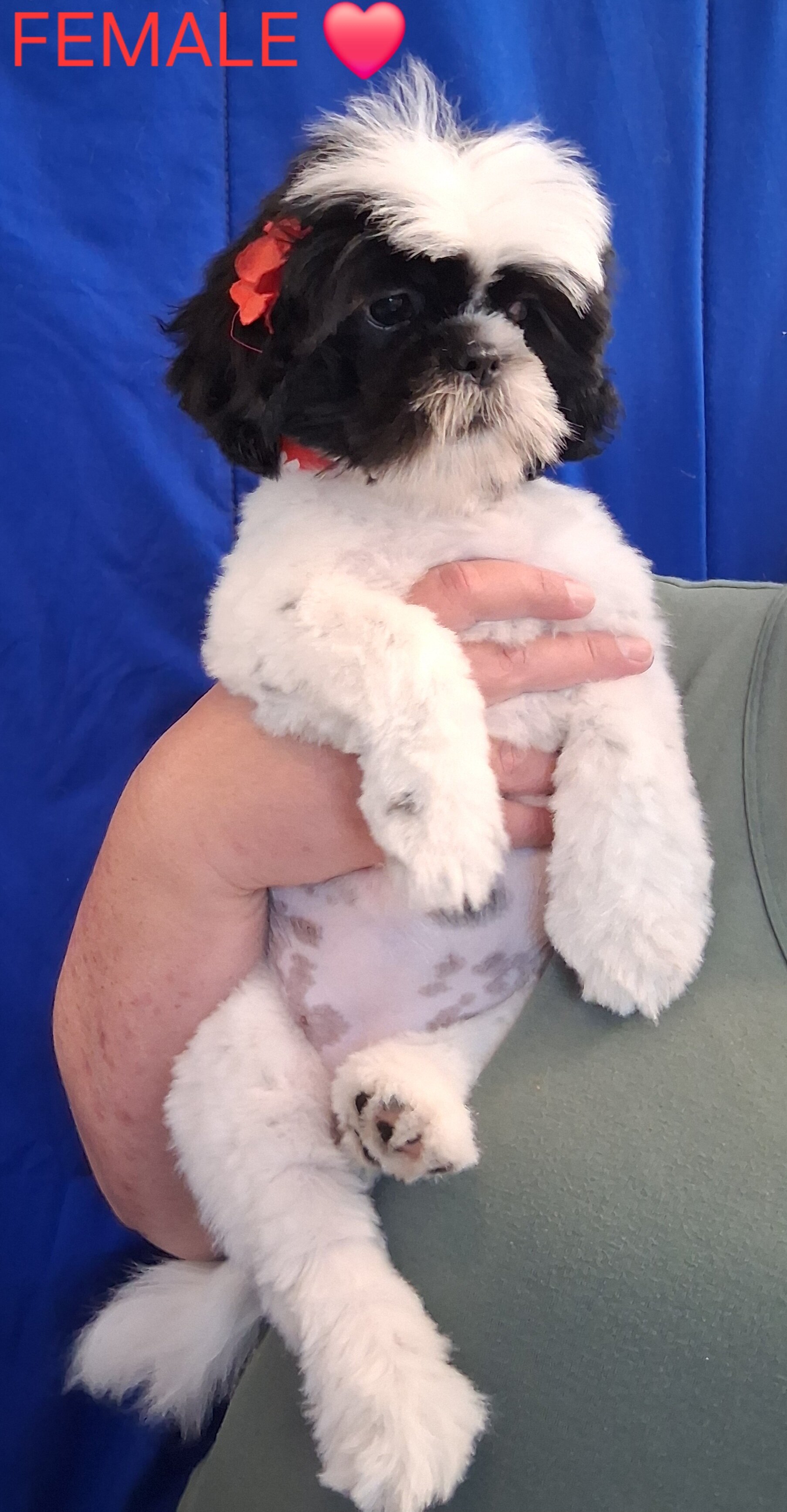 Shih tzu puppy female image 4