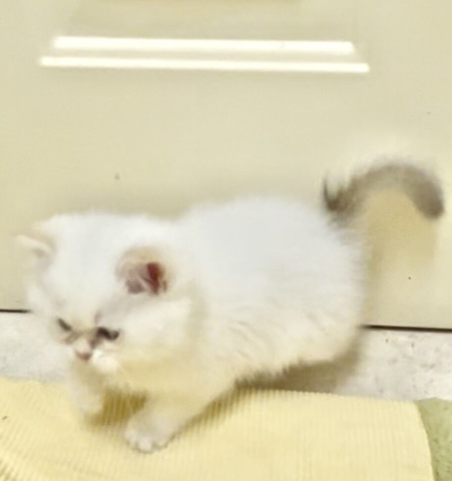 White Chinchilla  boy with blue eyes, flkitten1. image 7