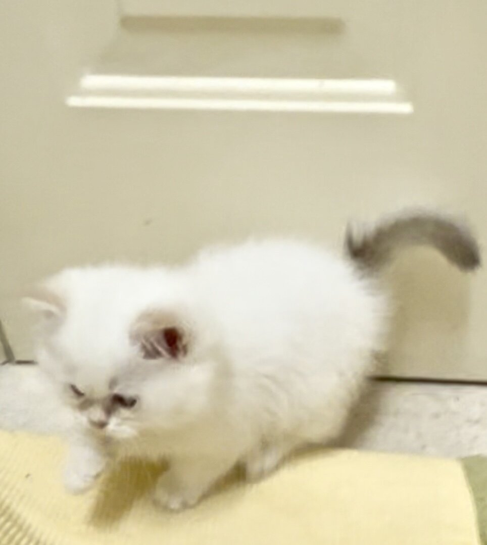 White Chinchilla  boy with blue eyes, flkitten1. image 8
