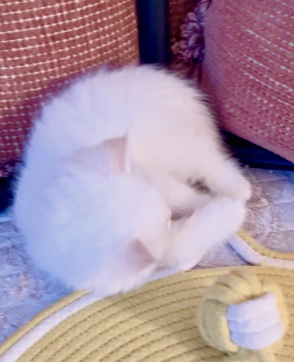 White Chinchilla  boy with blue eyes, flkitten1. image 6