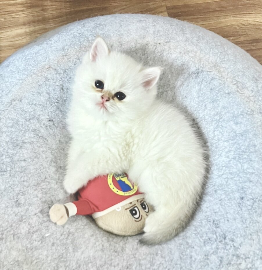 White Chinchilla  boy with blue eyes, flkitten1. image 3
