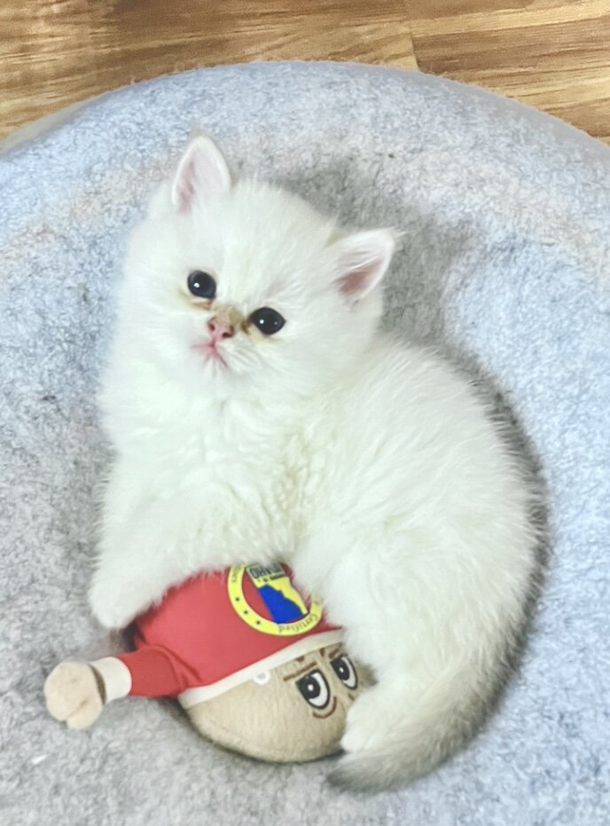 White Chinchilla  boy with blue eyes, flkitten1. image 4