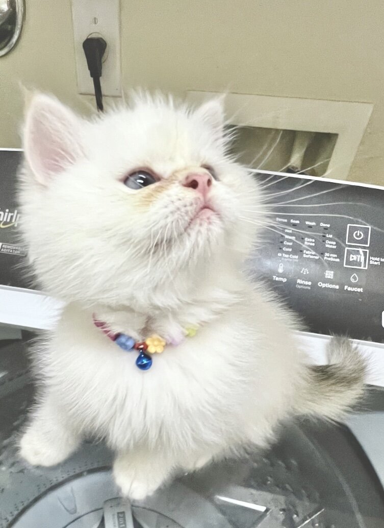 White Chinchilla  boy with blue eyes, flkitten1. image 5