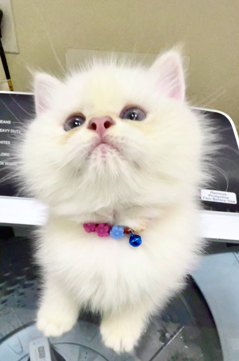 White Chinchilla  boy with blue eyes, flkitten1. image 1
