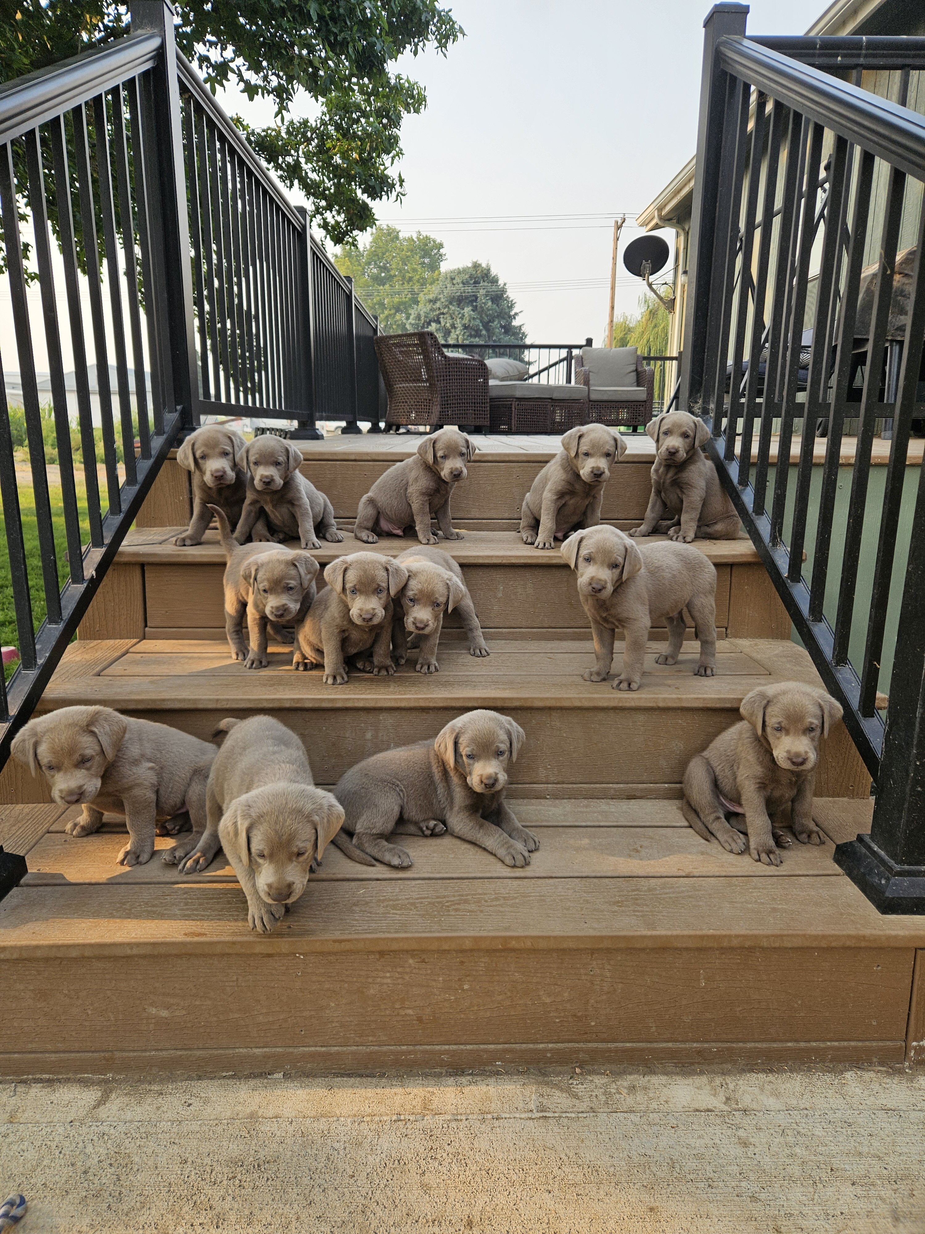 Silver lab puppies image 1