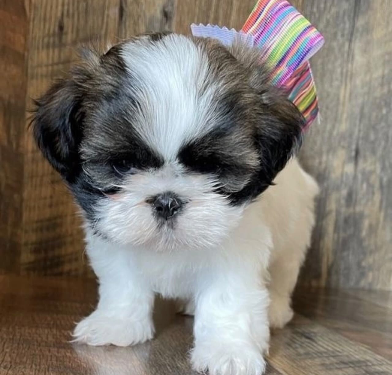 Adorable Shih Tzu puppies image 2